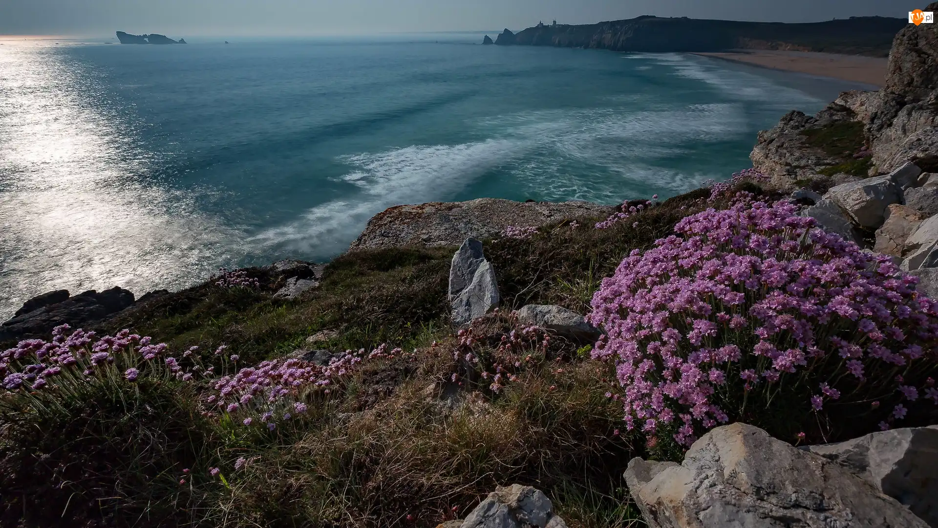 Francja, Zatoka Pen Hat, Bretania, Kwiaty, Finistere, Plaża, Skały, Morze Celtyckie, Fioletowe
