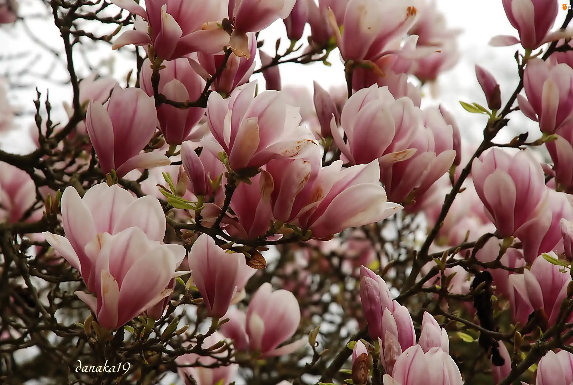 Magnolia, Różowo, Biała