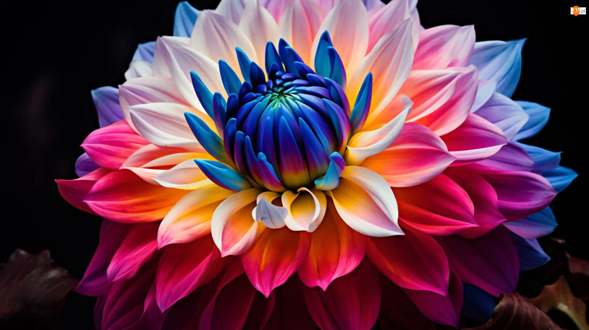 Dalia, Wielokolorowy, Kwiat
