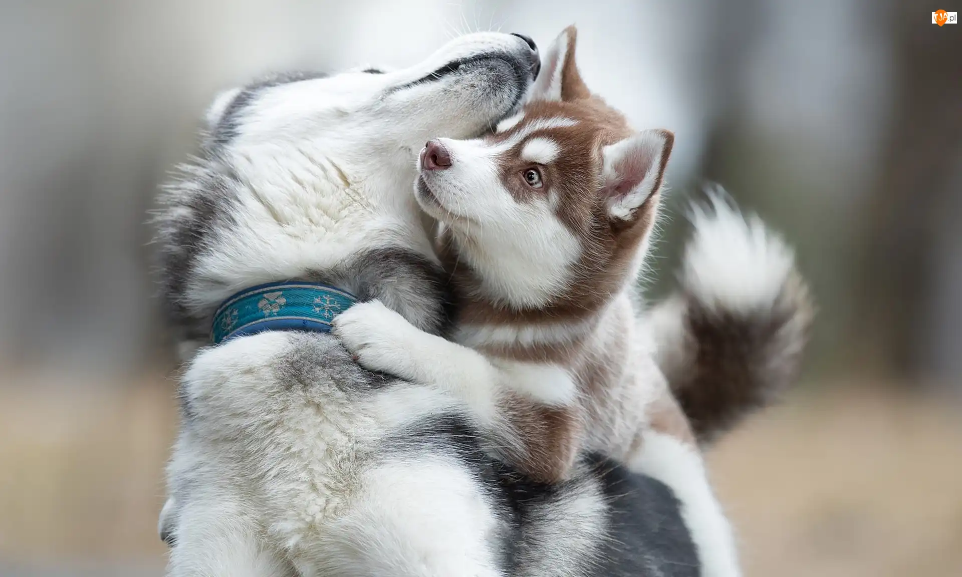 Zabawa, Psy, Siberian Husky