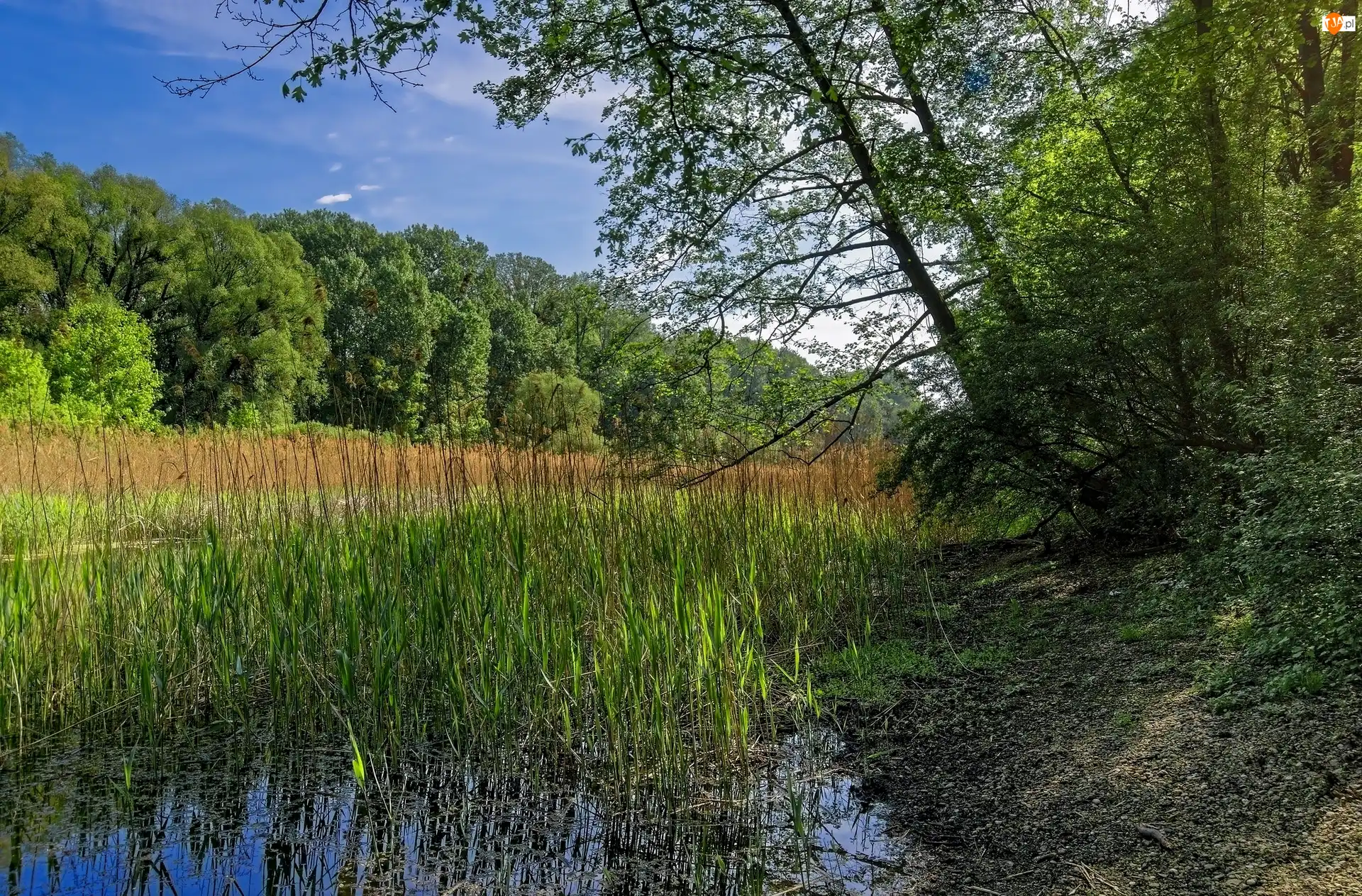 Drzewa, Bagna, Trzciny