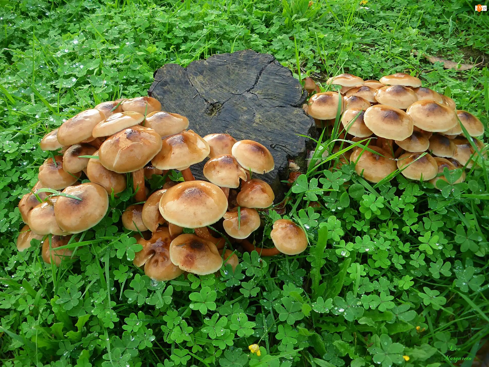 Koniczyna, Pniak, Grzyby, Leśna