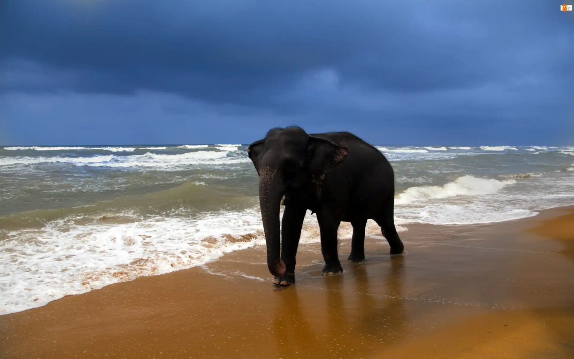 Plaża, Słoń, Morze