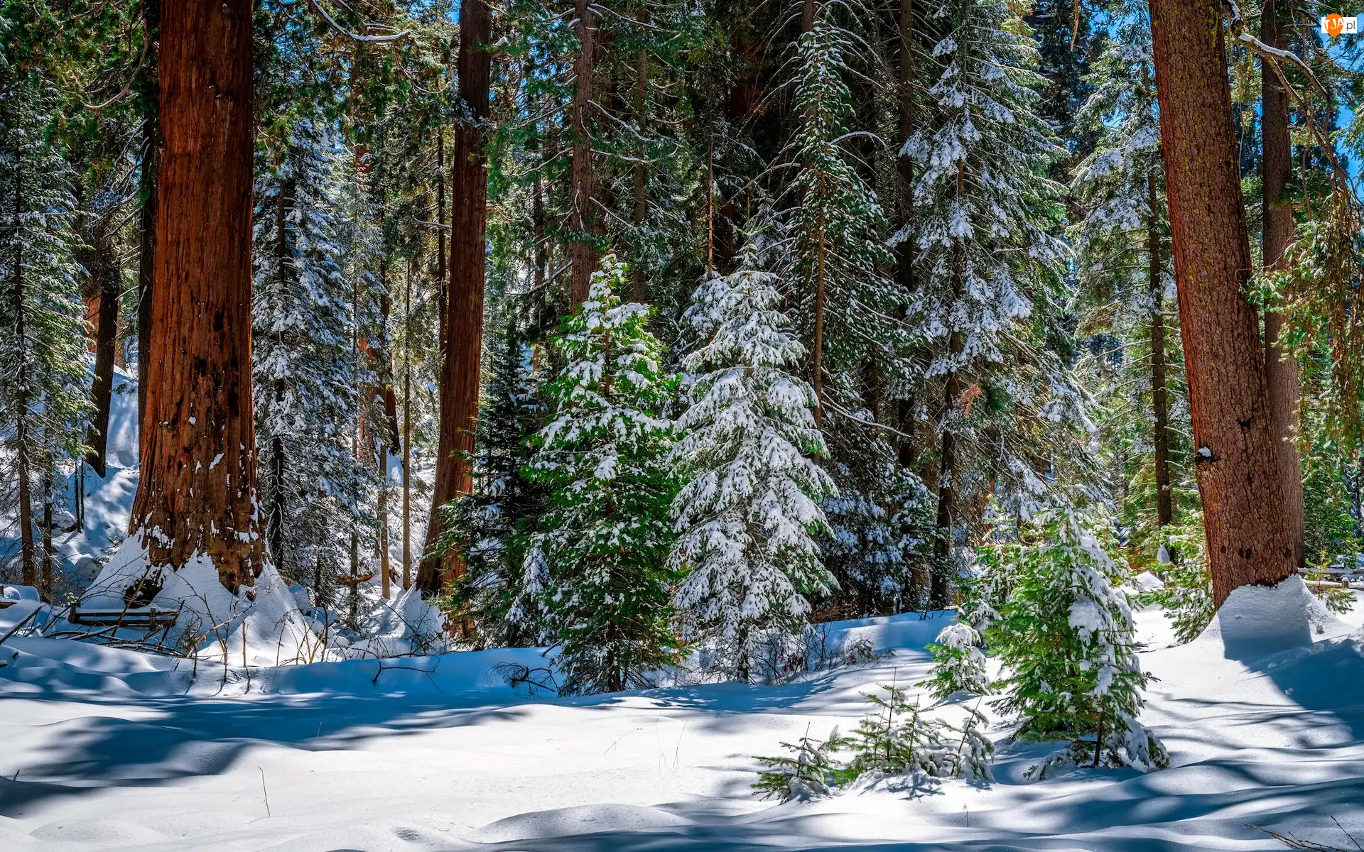 Sekwoje, Stany Zjednoczone, Park Narodowy King Canyon, Zima, Kalifornia, Drzewa, Śnieg, General Grant Grove