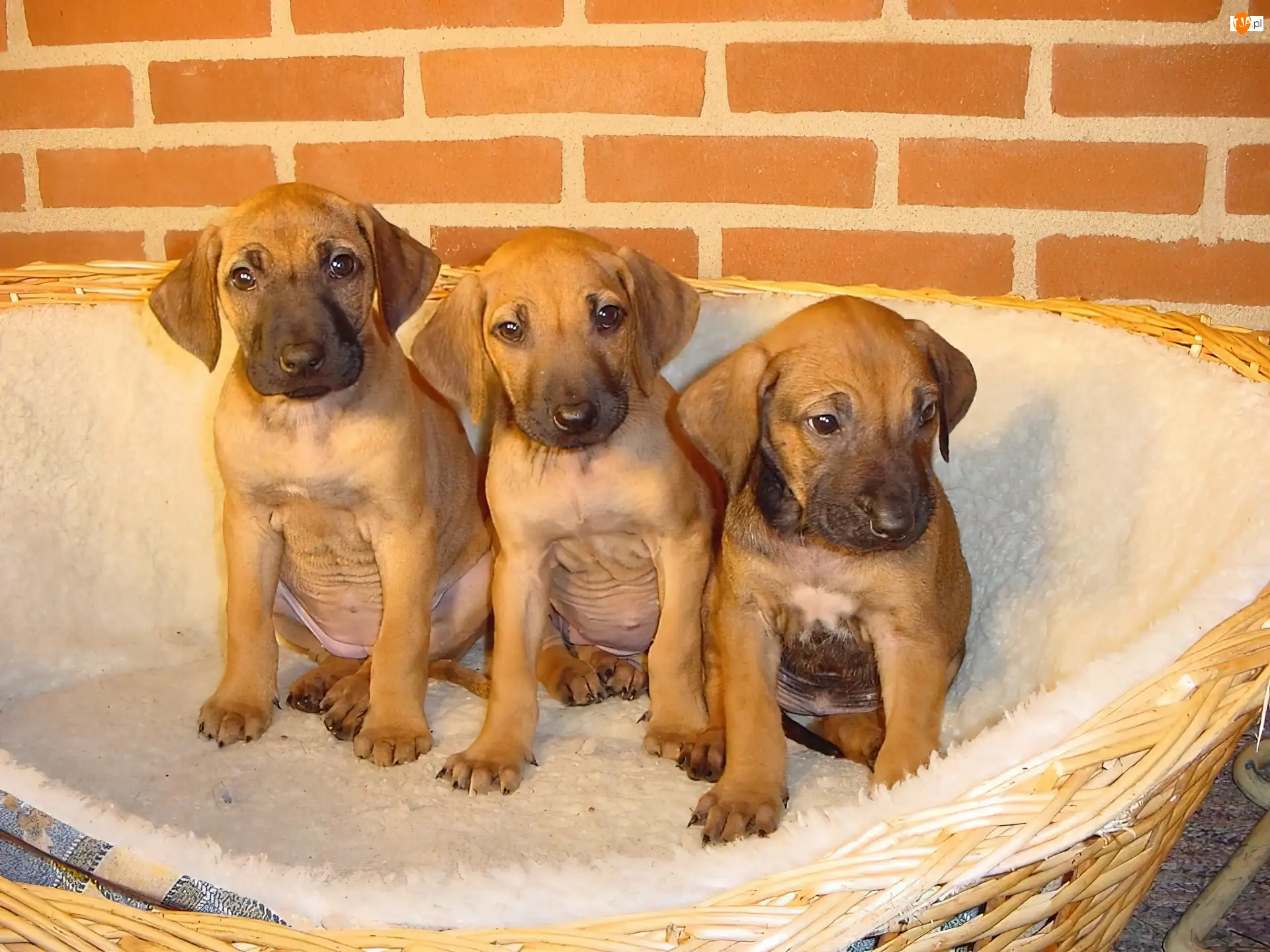 Rhodesian ridgeback, trzy, słodkie, szczeniaki