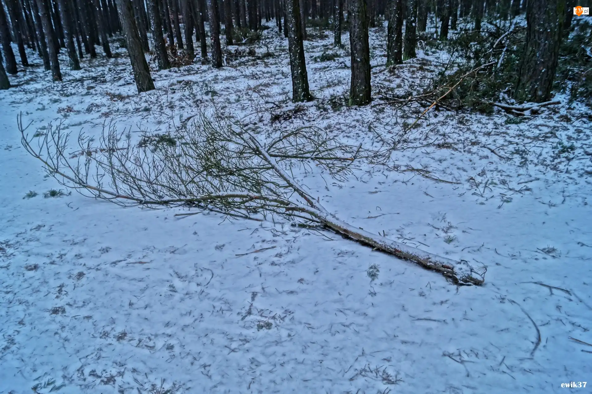 Gałąz, Zima, Drzewa, Droga