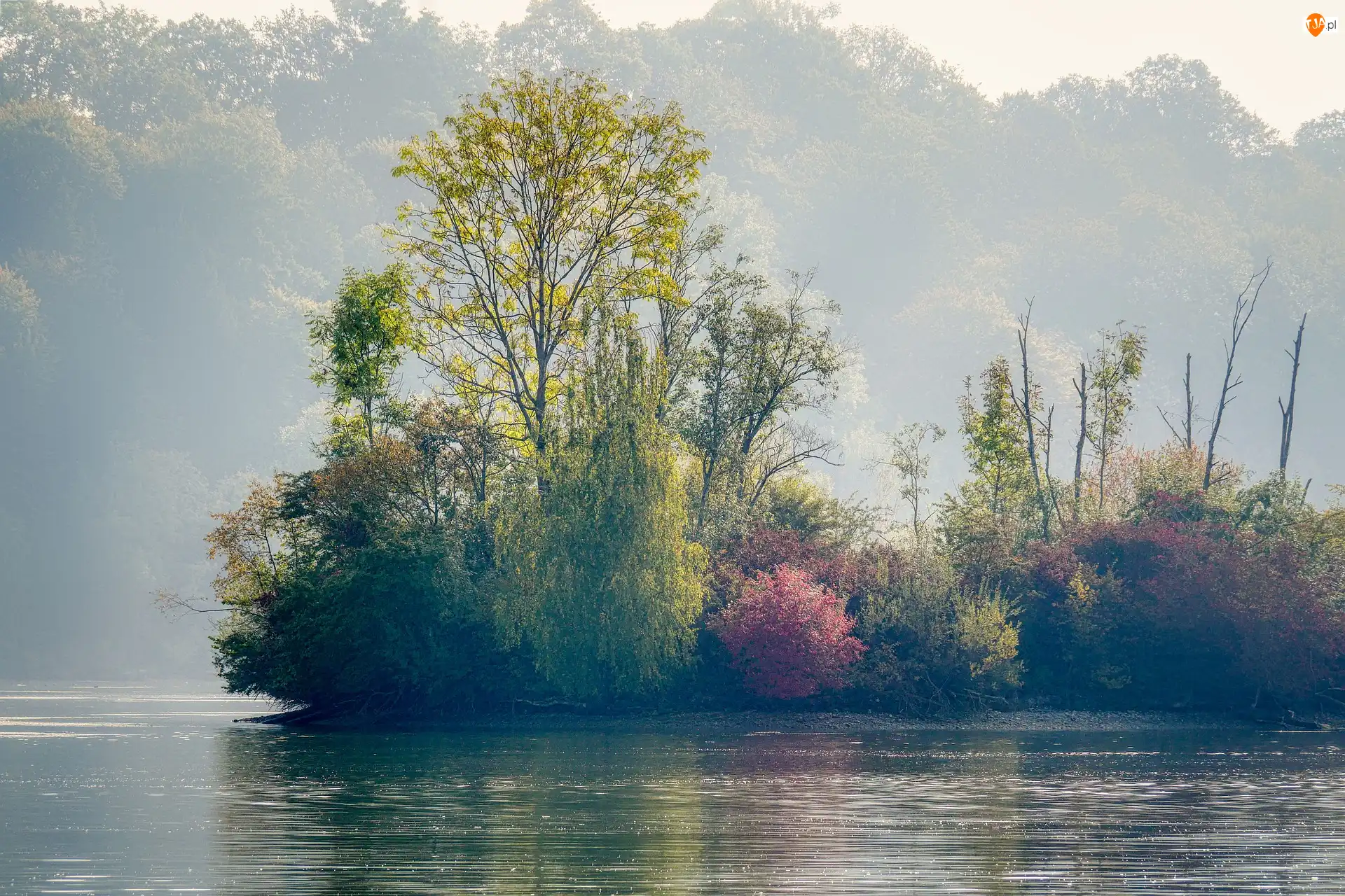 Drzewa, Mgła, Jezioro, Jesień, Wyspa
