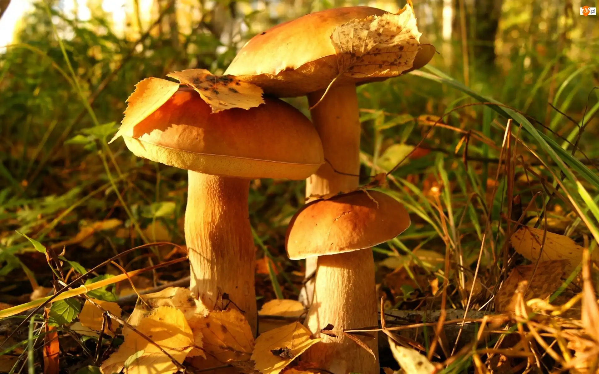 Leśna, Grzyby, Ściółka