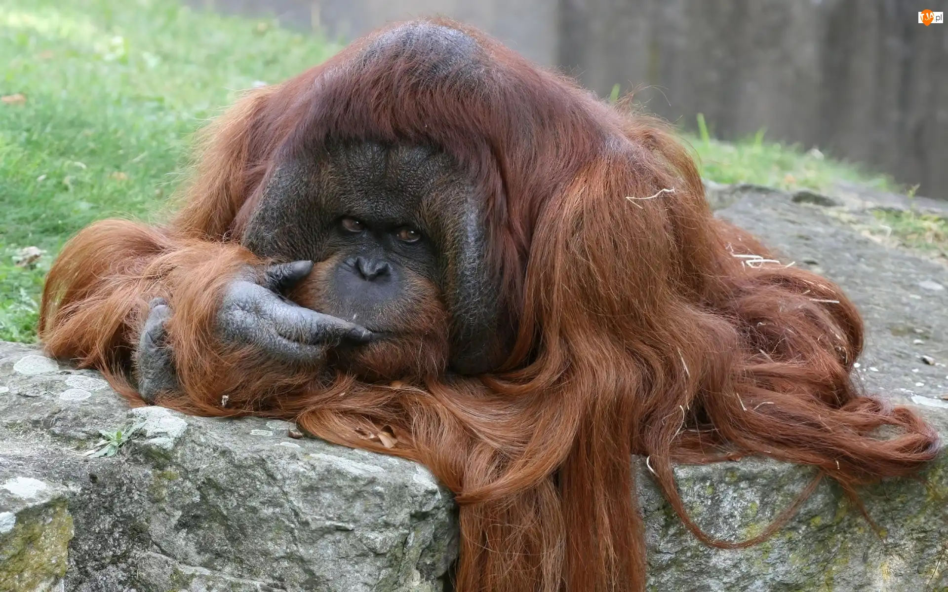 Sierść, Zamyślony, Orangutan, Długa