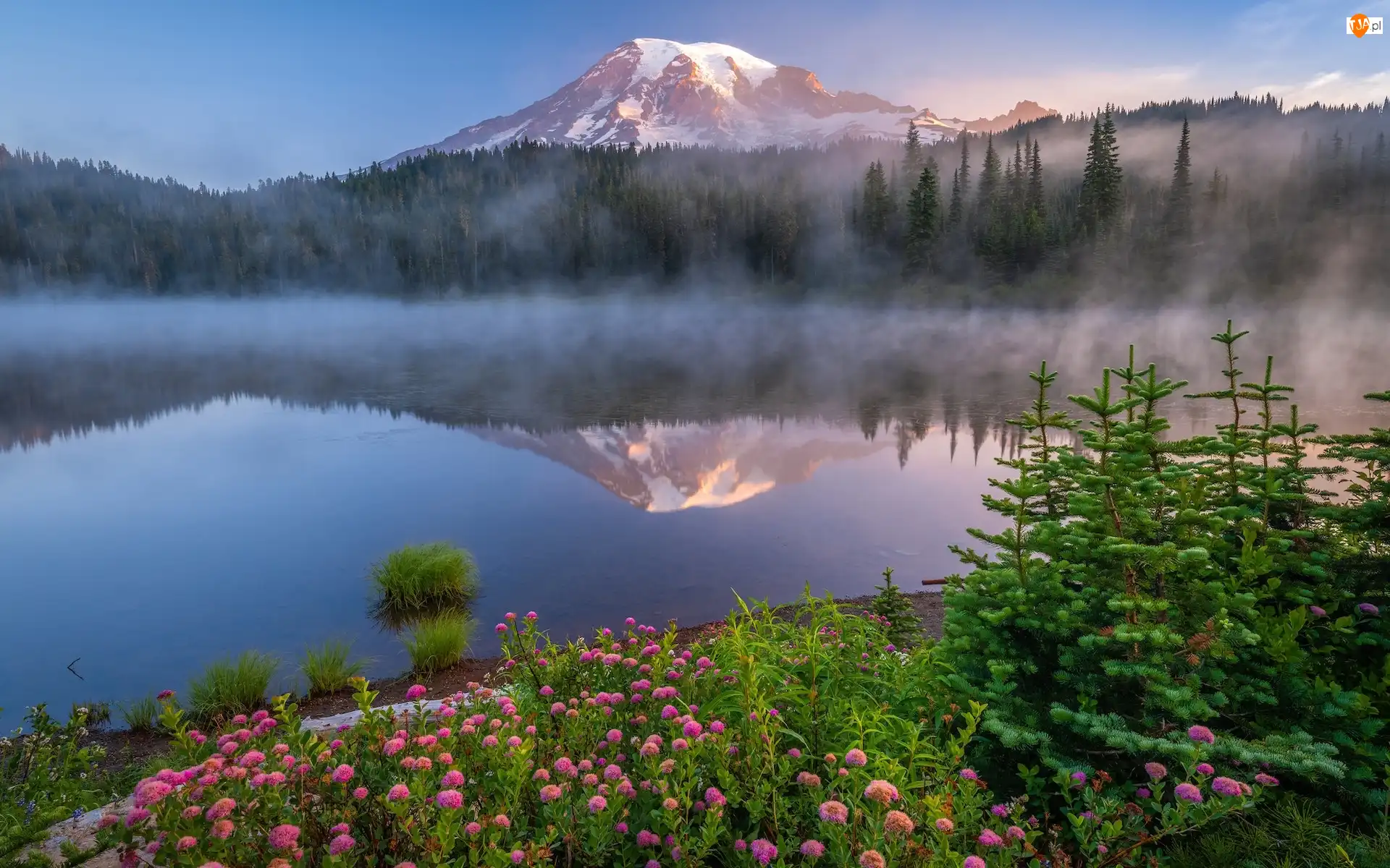 Stany Zjednoczone, Odbicie, Mgła, Jezioro, Góry, Park Narodowy Mount Rainier, Drzewa, Stratowulkan Mount Rainier, Kwiaty, Stan Waszyngton