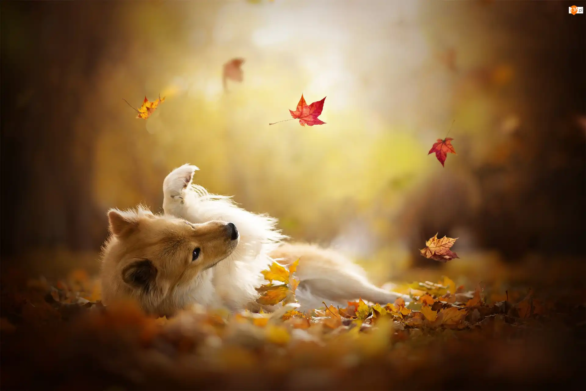 Eurasier, Liście, Szpic, Pies, Jesienne
