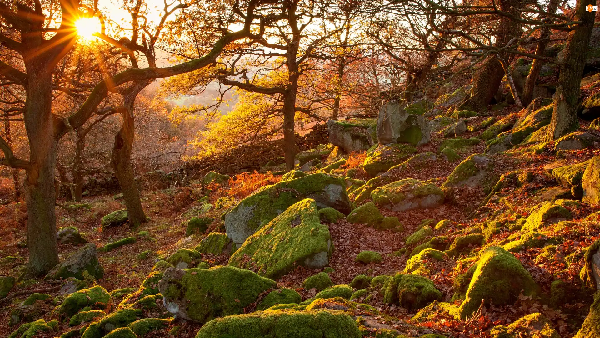 Anglia, Wschód słońca, Hrabstwo Derbyshire, Kamienie, Park Narodowy Peak District, Las, Drzewa, Jesień, Omszałe