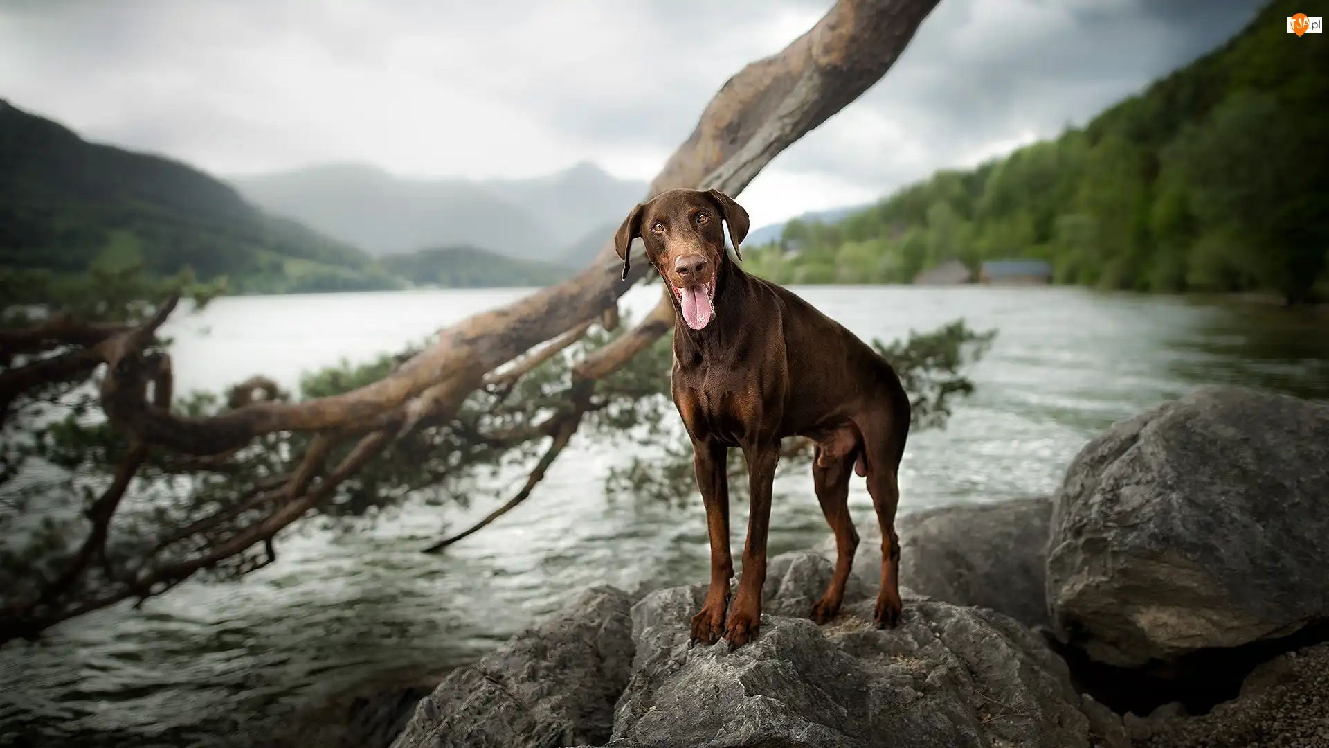 Doberman, Kamienie, Góry, Pies, Woda, Krajobraz, Konar