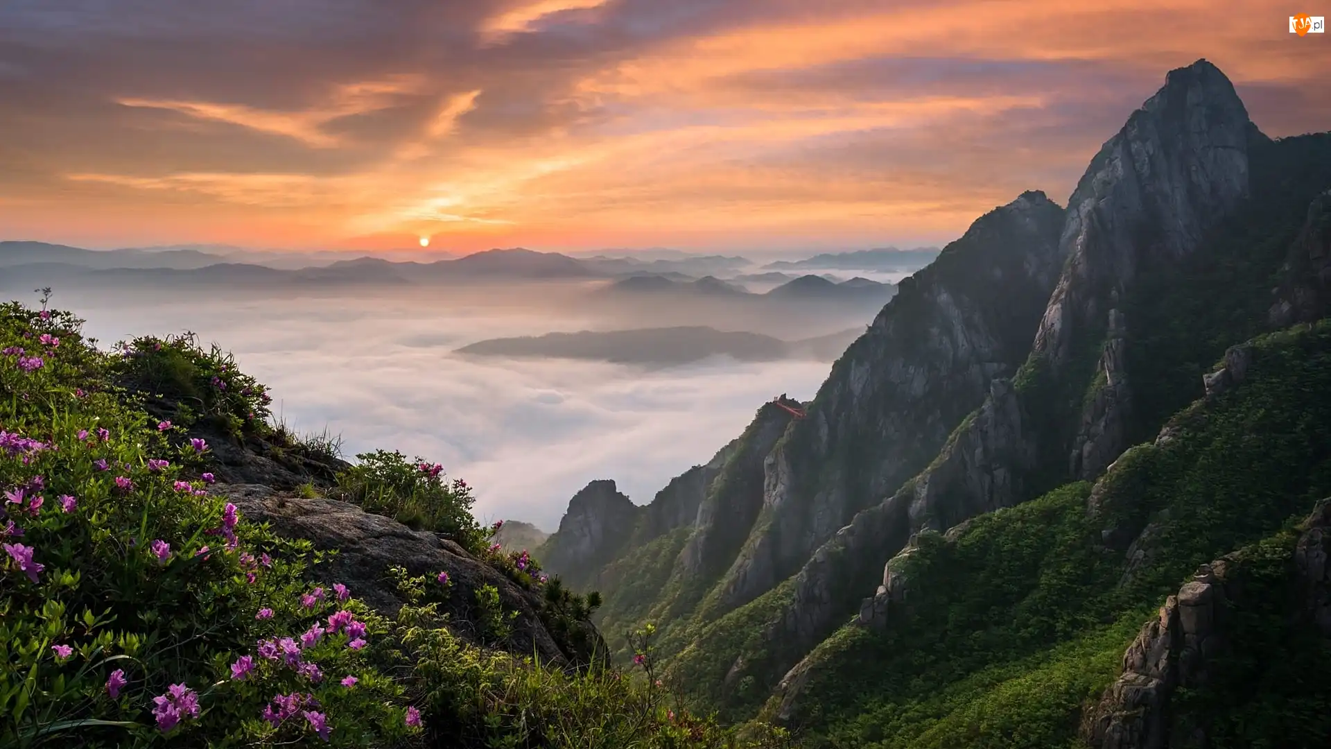 Park Narodowy Wolchulsan, Prowincja Jeolla Południowa, Wschód słońca, Góry Wolchulsan, Kwiaty, Mgła, Korea Południowa