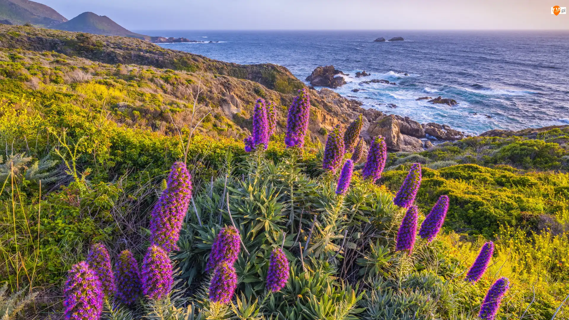 Big Sur, Fioletowe, Morze, Kalifornia, Kwiaty, Wybrzeże, Stany Zjednoczone, Żmijowiec wspaniały