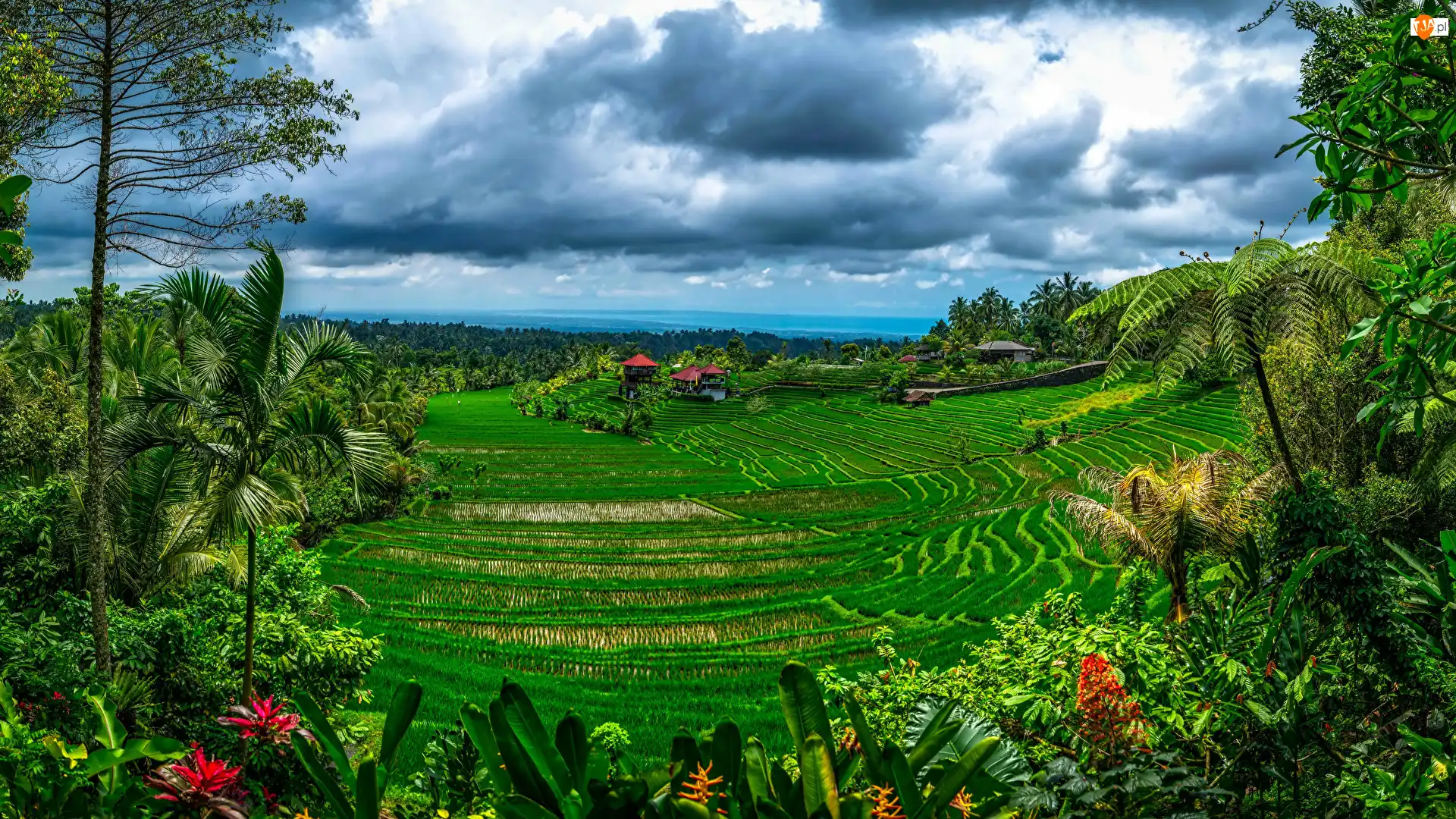 Palmy, Pola, Domy, Roślinność, Drzewa, Chmury