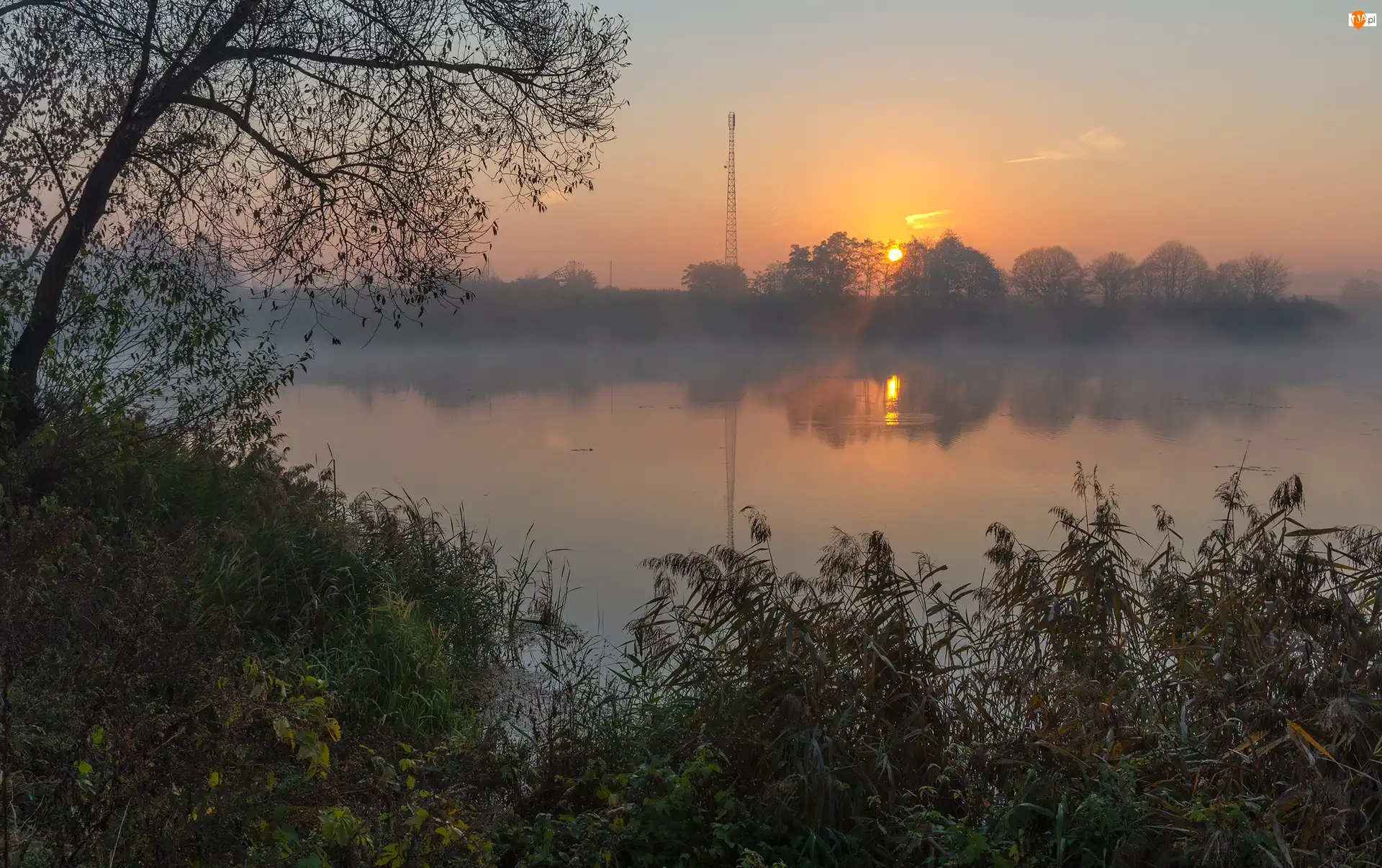Mgła, Jezioro, Drzewo, Wschód słońca