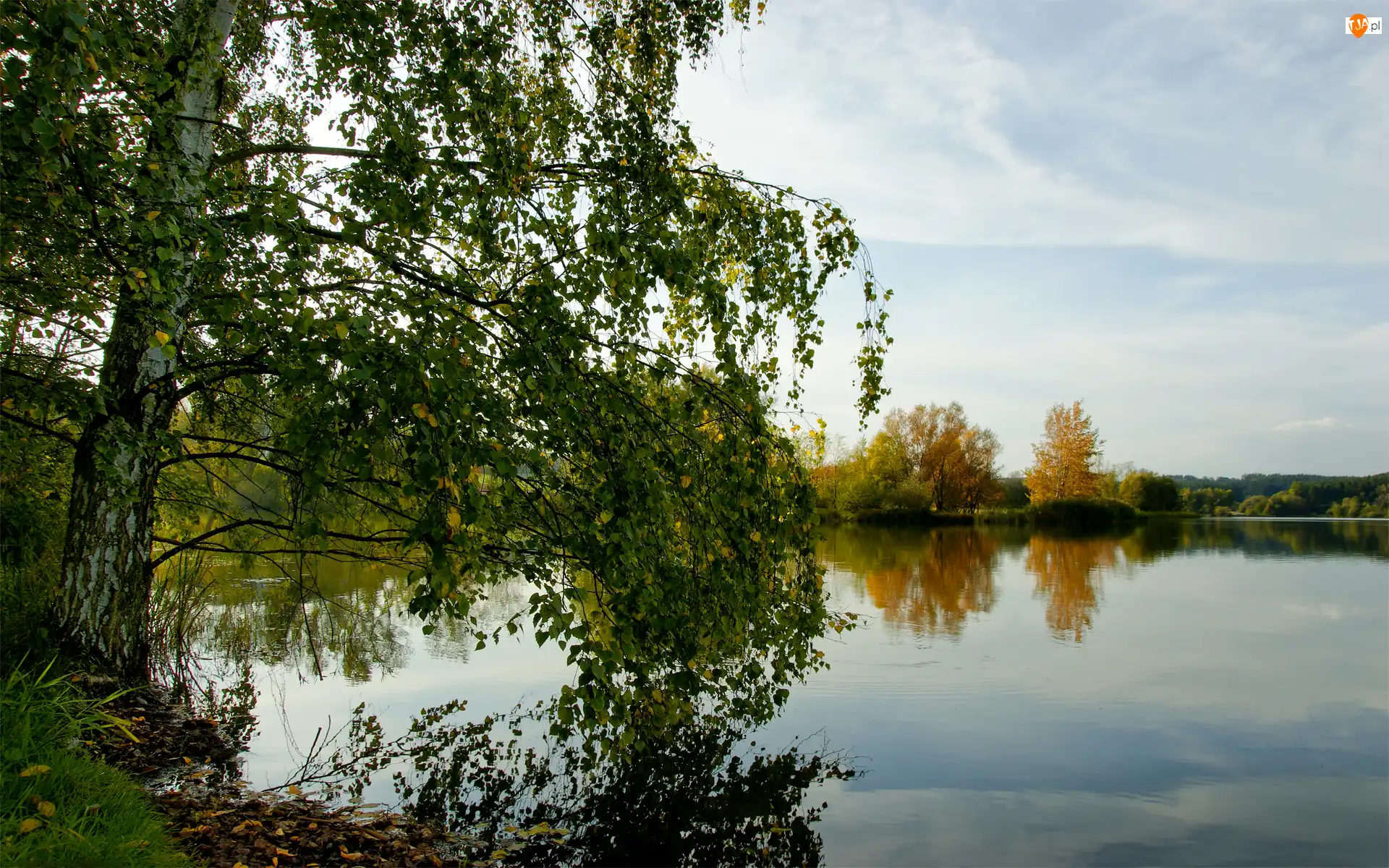 Gałęzie, Drzewa, Brzoza, Jezioro