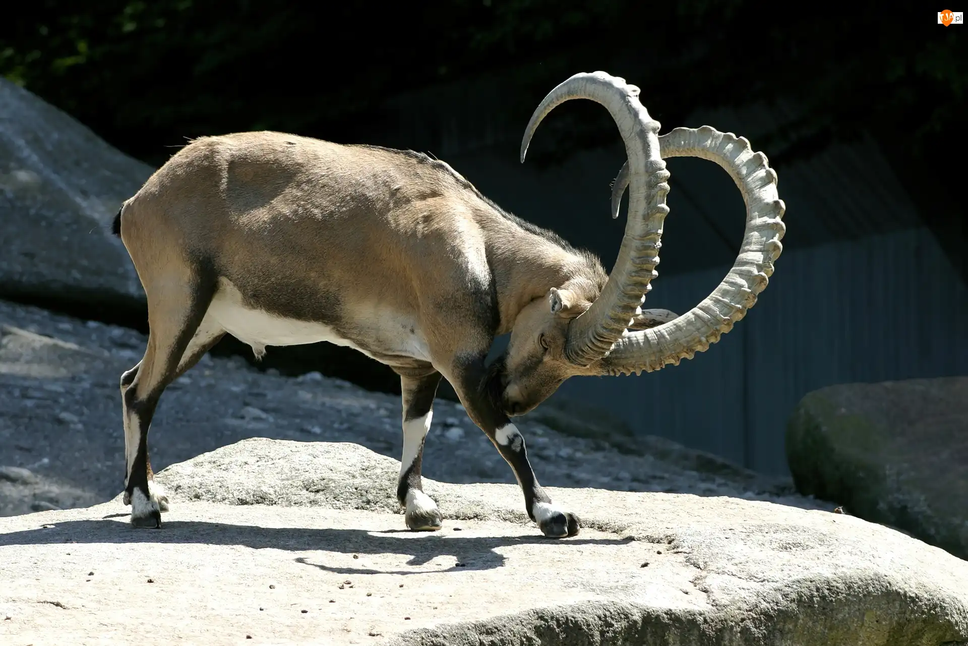 Rogi, Kozioł, Zakręcone