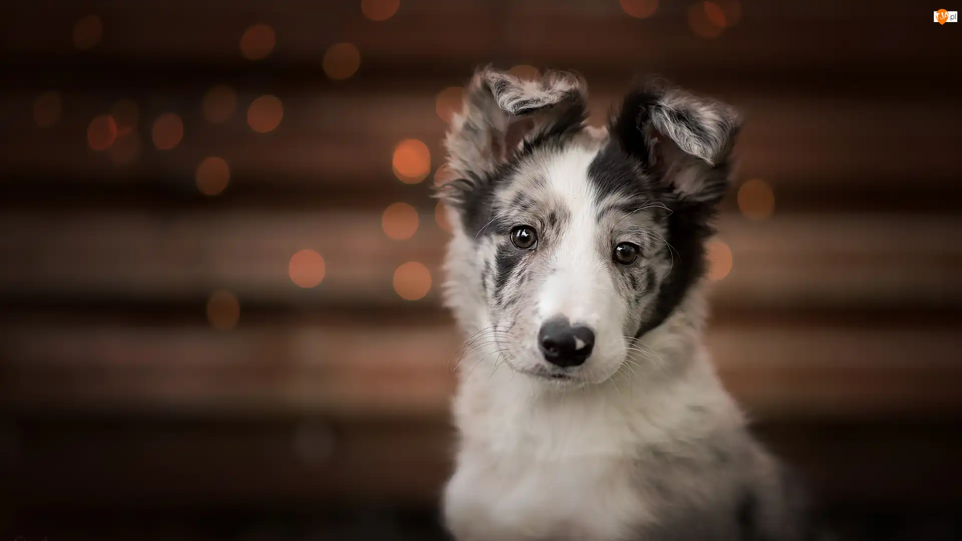 Szczeniak, Pies, Mordka, Uszy, Border collie, Klapnięte
