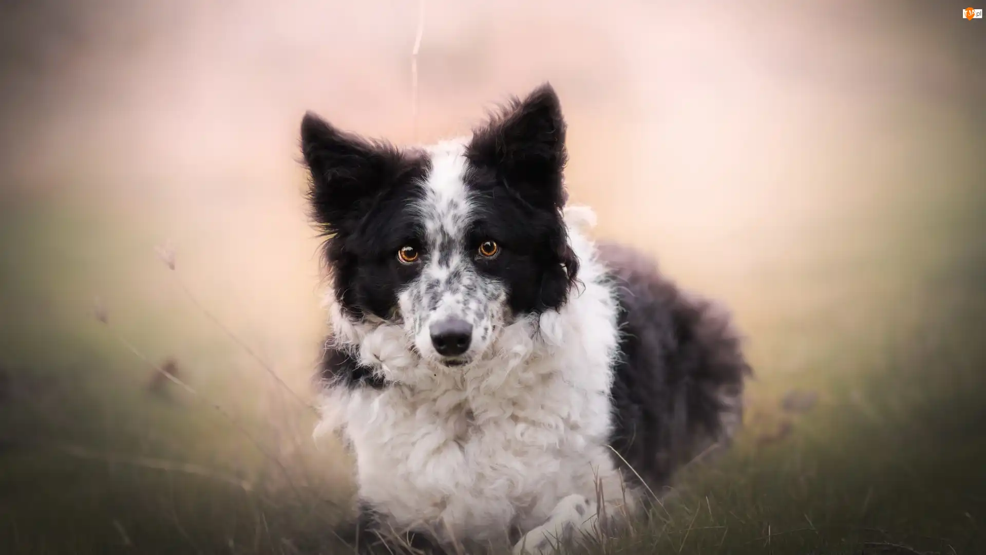 Łąka, Tło, Border collie, Pies, Rozmyte