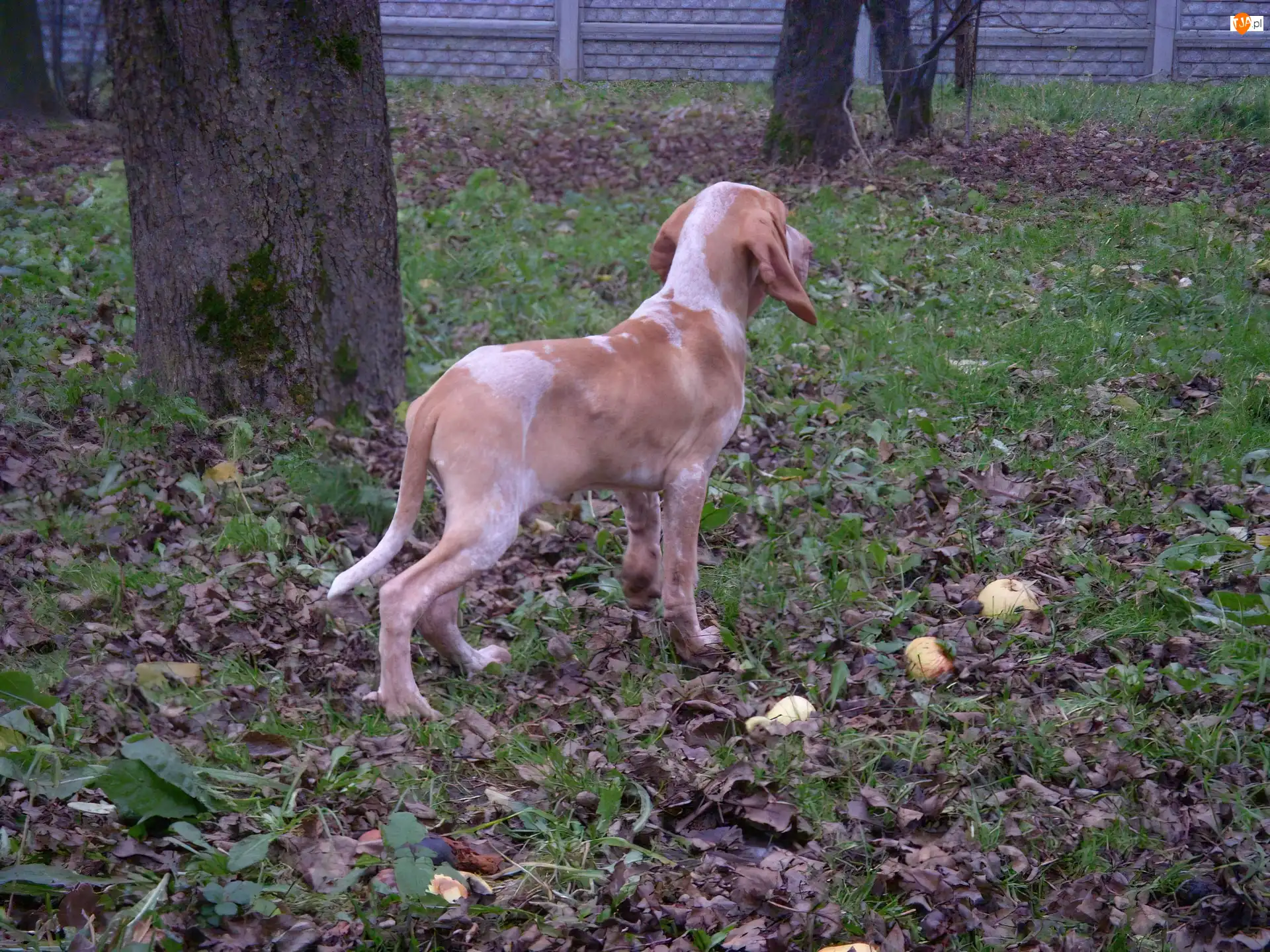 liście, Wyżeł włoski krótkowłosy, Bracco italiano, trawa