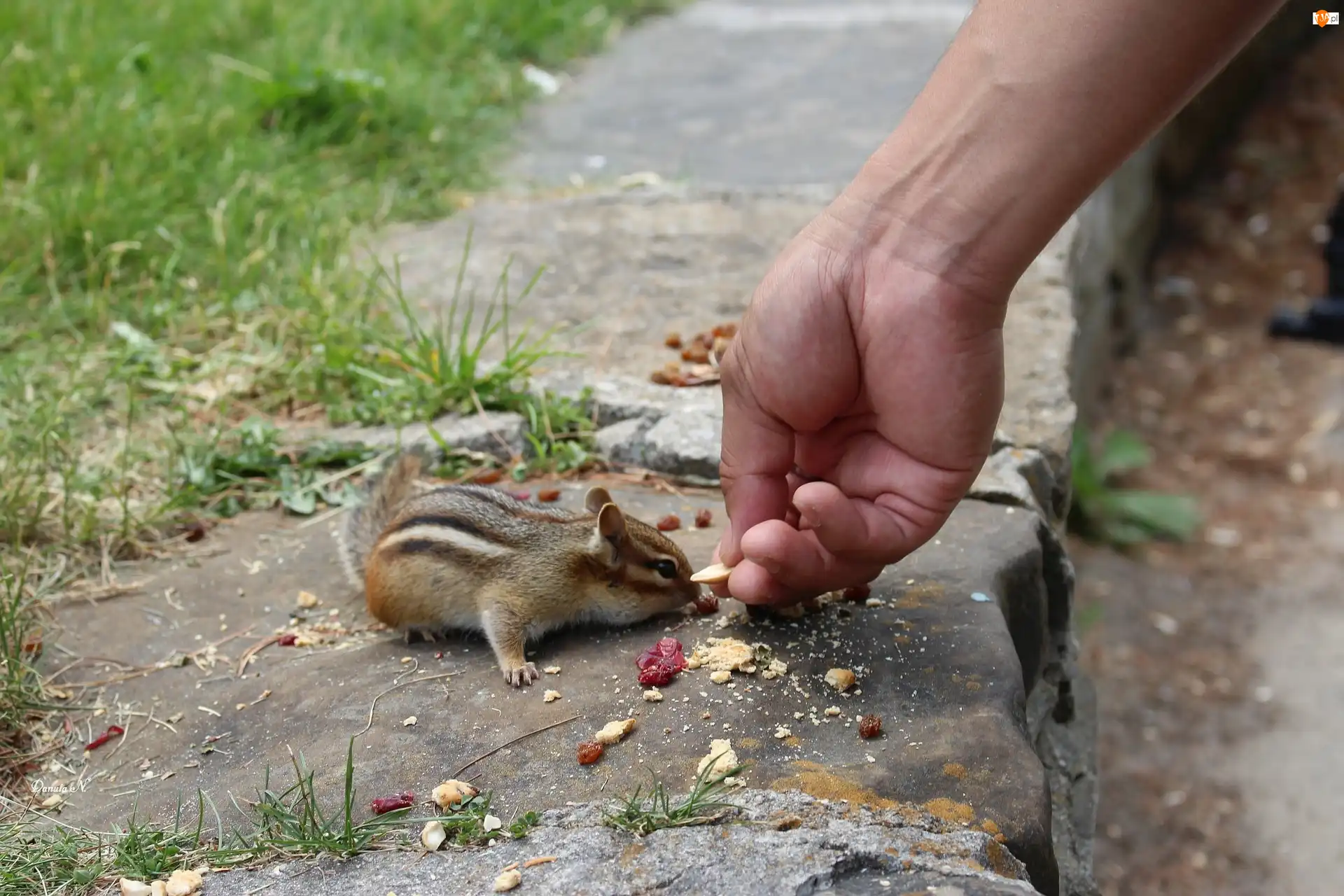 Mała, Jedna, Suszone, Dłoń, Chipmunk, Owoce