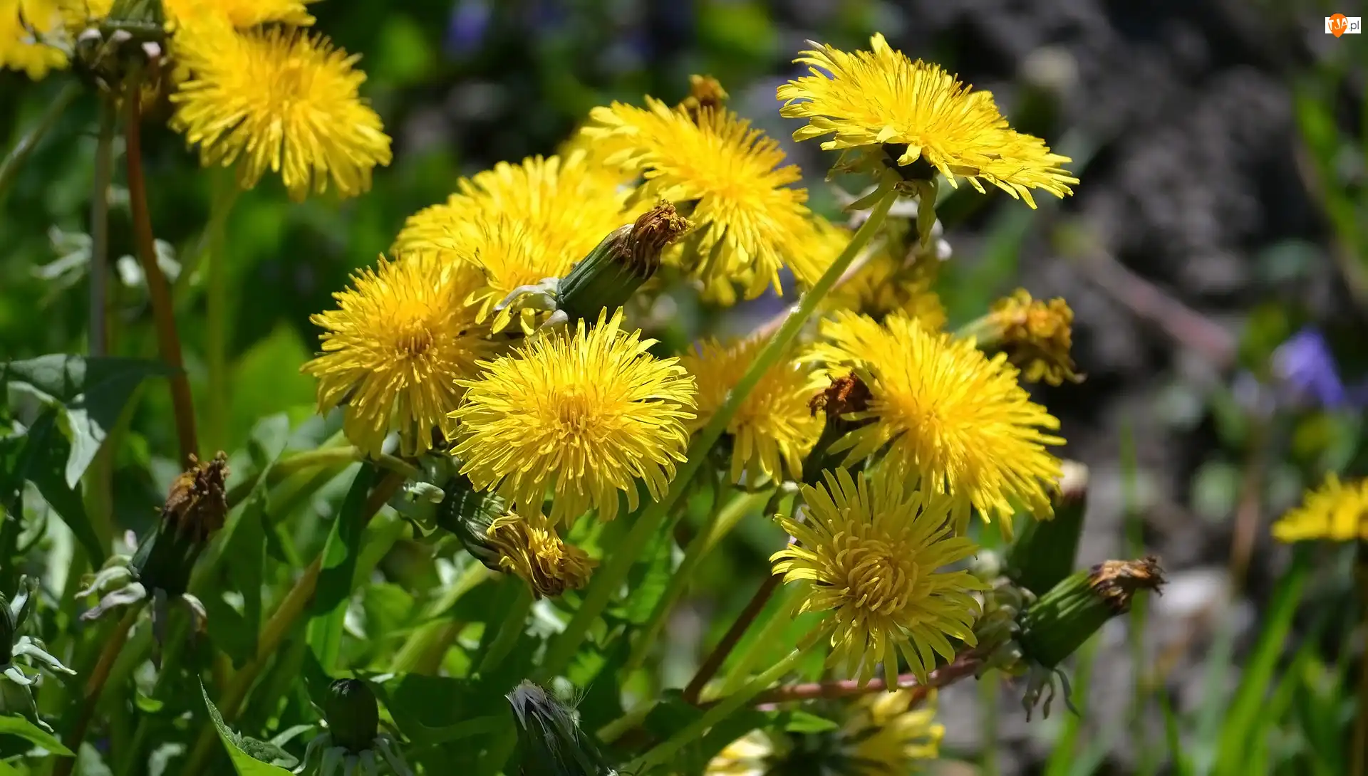 Liście, Kwiaty, Mniszek lekarski