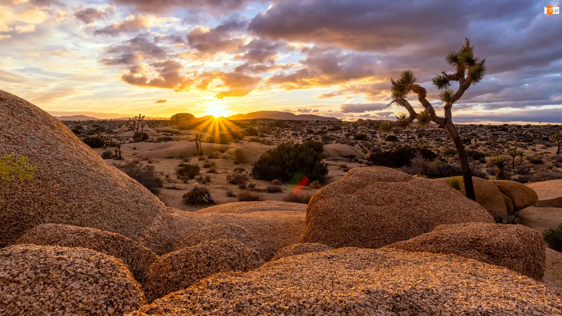 Stan Kalifornia, Park Narodowy Joshua Tree, Chmury, Stany Zjednoczone, Wschód słońca, Drzewo, Skały