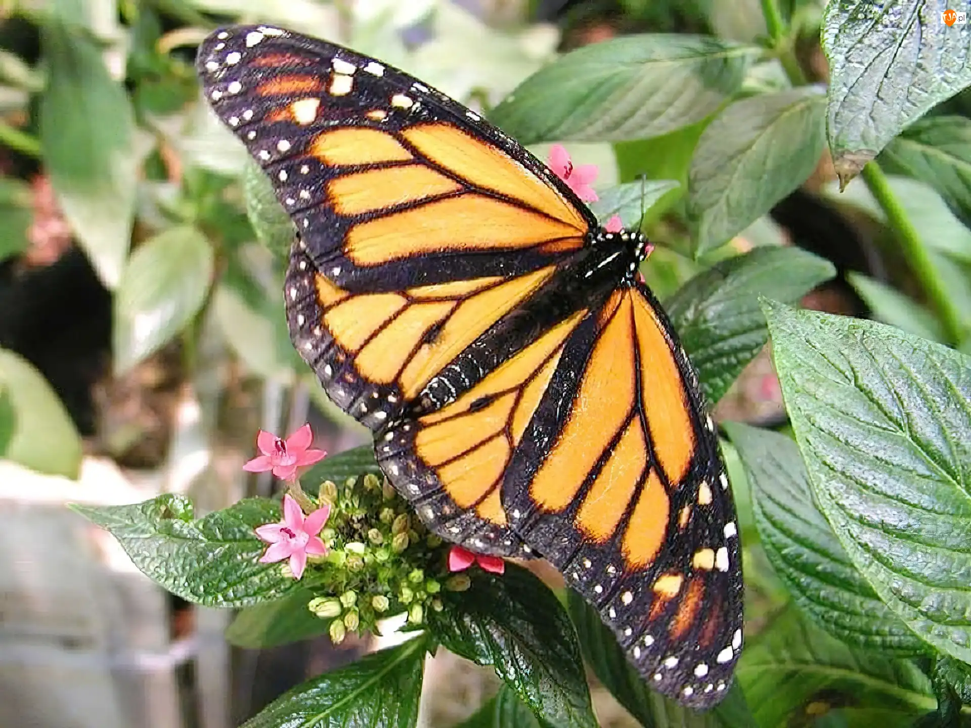 Liście, Motyl, Monarch, Zielone