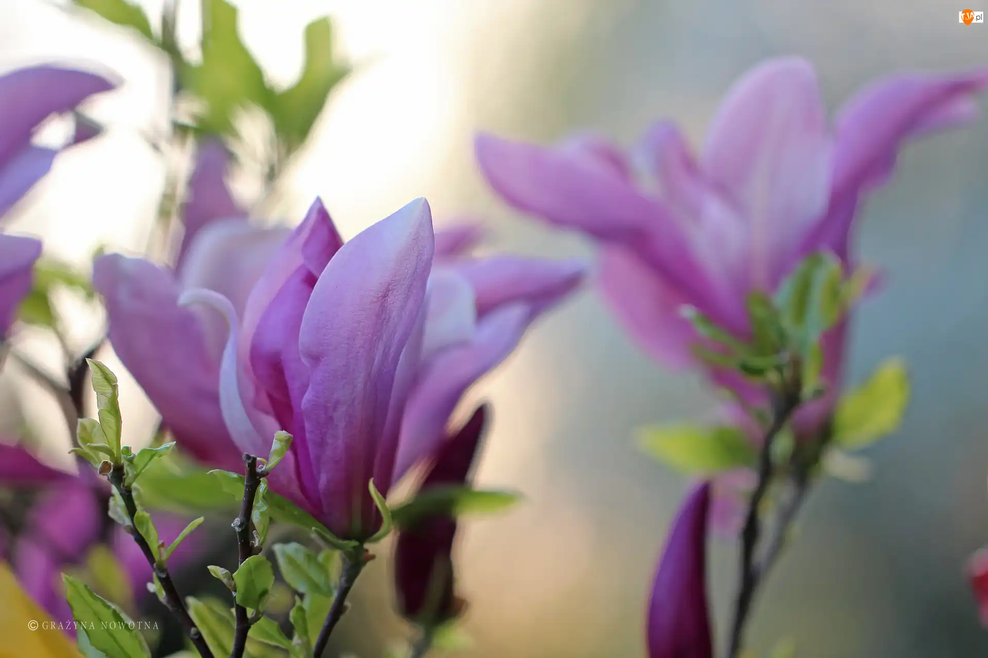 Kwiaty, Magnolia, Fioletowa, Krzew