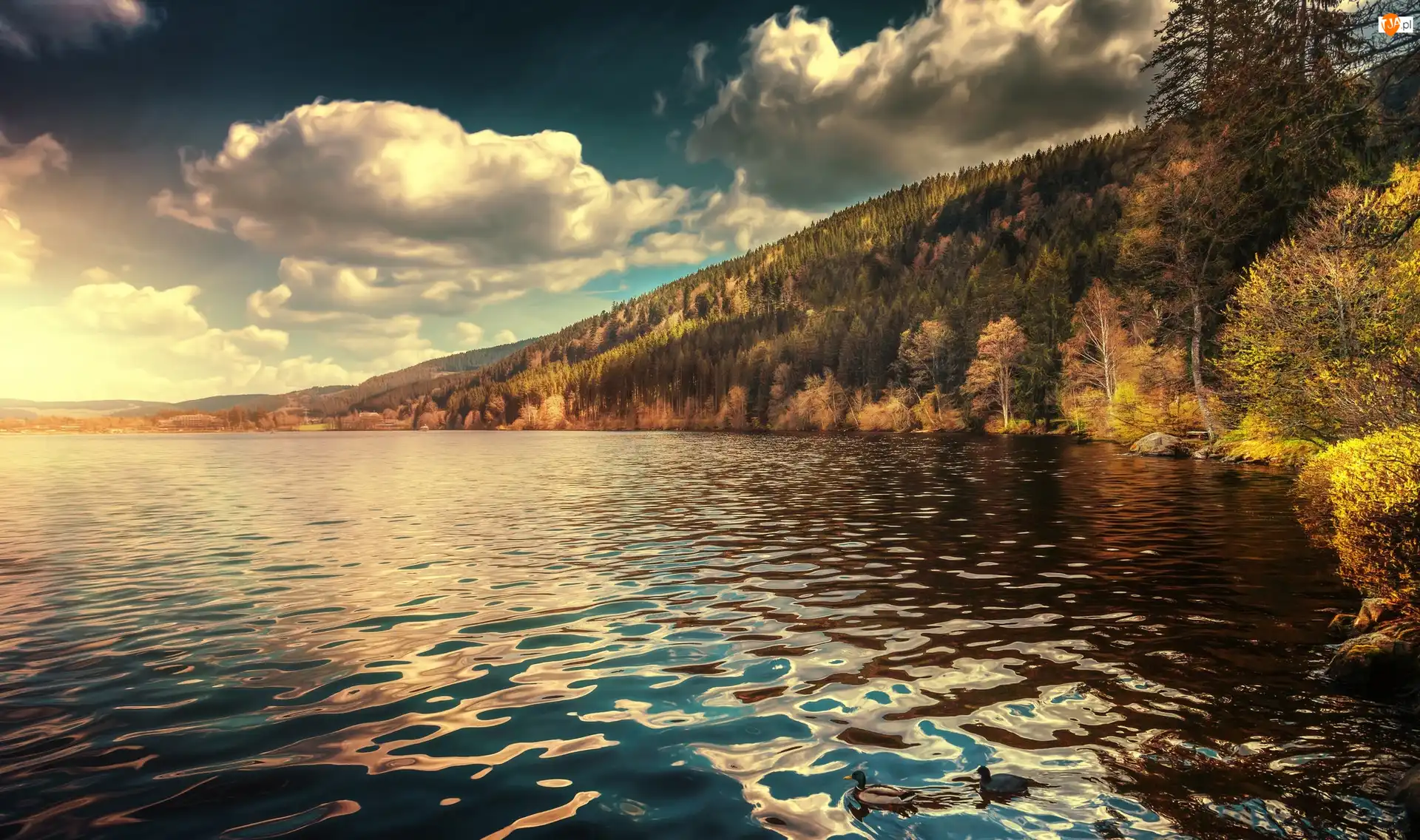 Jezioro Titisee, Kaczki, Badenia-Wirtembergia, Niemcy, Drzewa
