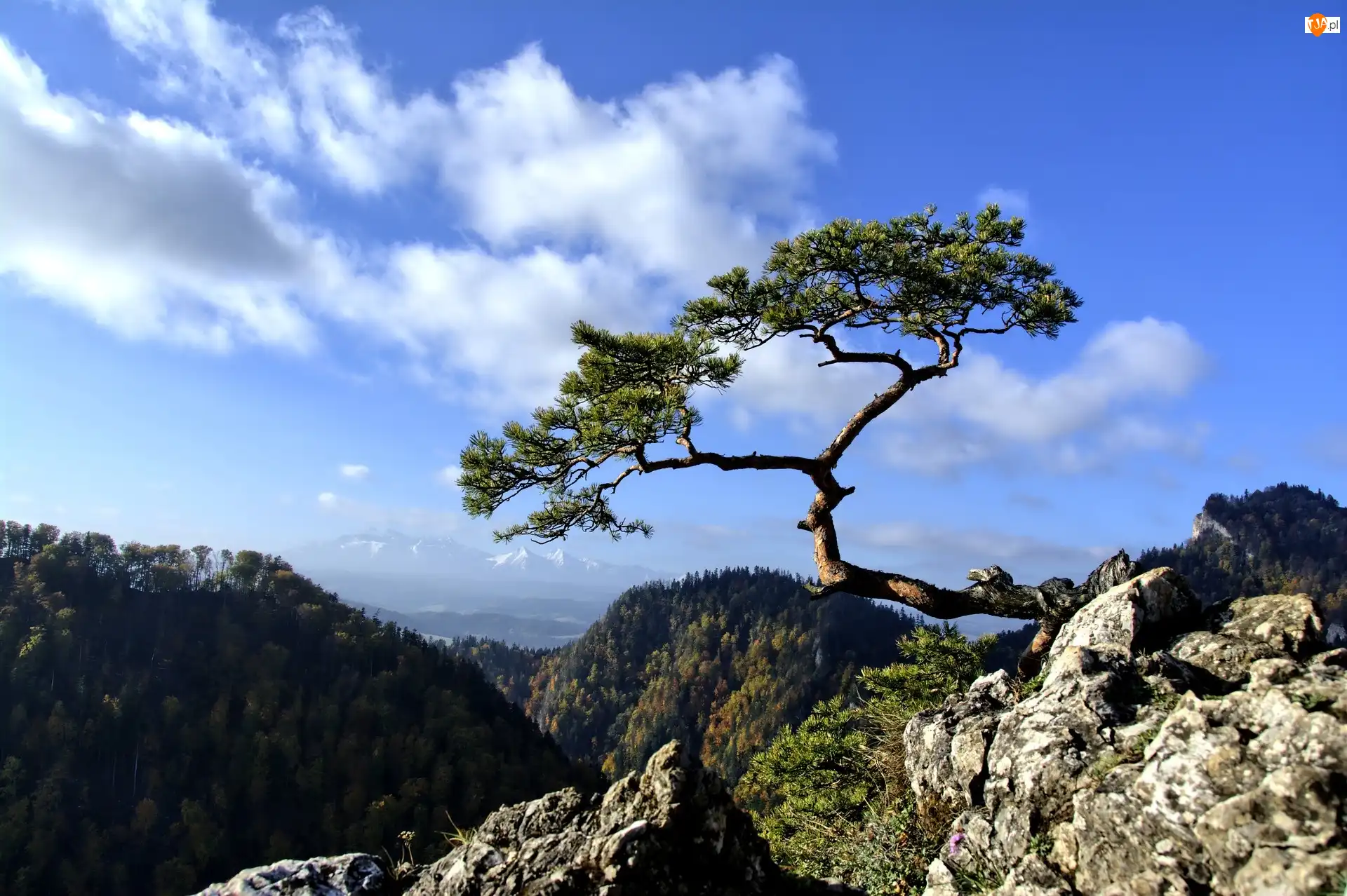 Drzewo, Góry, Pieniny, Sokolica