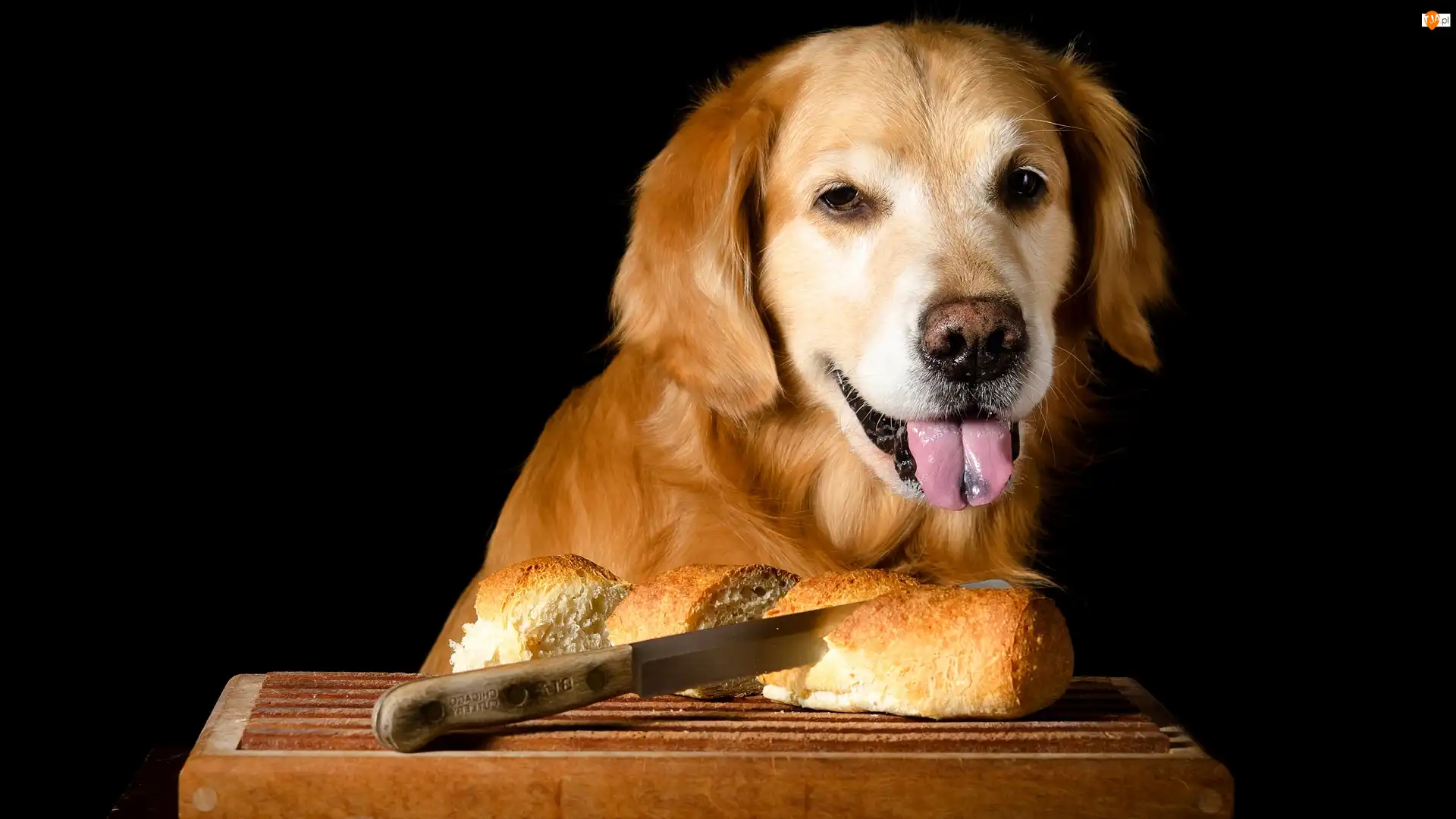 Mordka, Język, Ciemne tło, Golden retriever, Deska, Nóż, Pieczywo