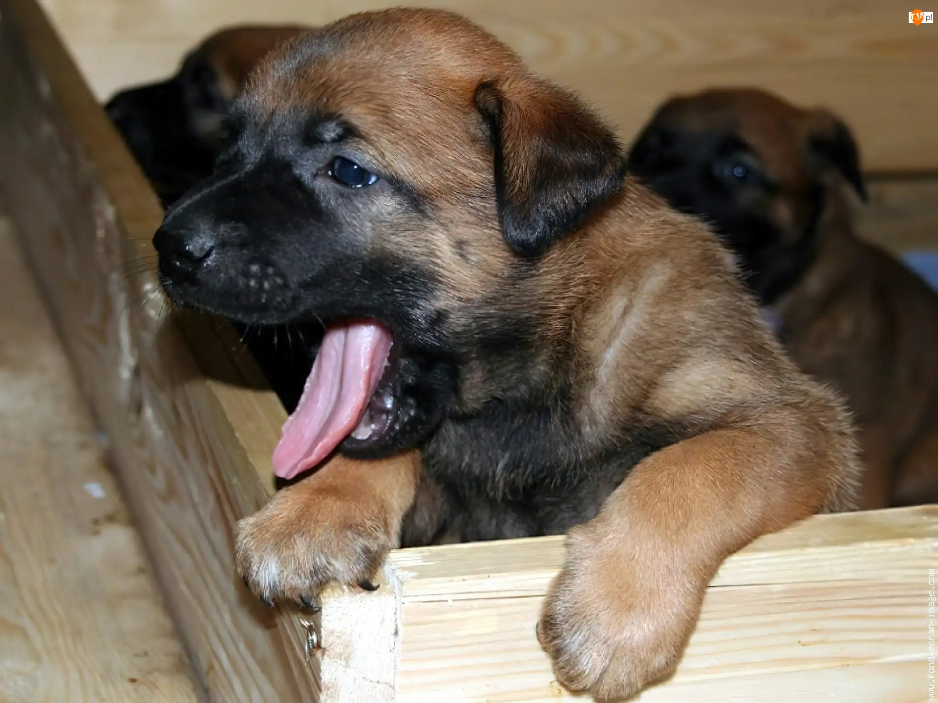 mordka, Owczarek belgijski Malinois, słodka