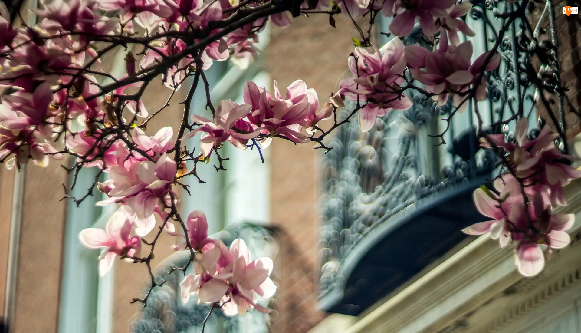 Kwiaty, Gałęzie, Magnolia, Bladoróżowe