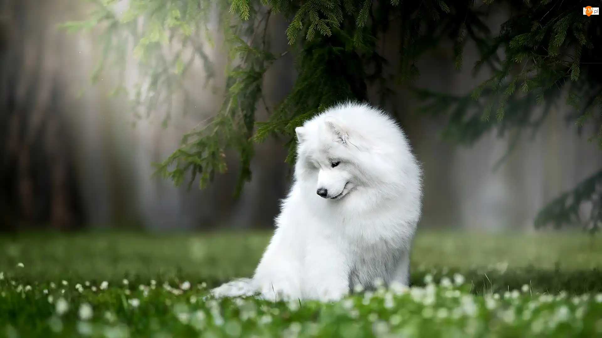 Trawa, Pies, Samojed, Gałęzie