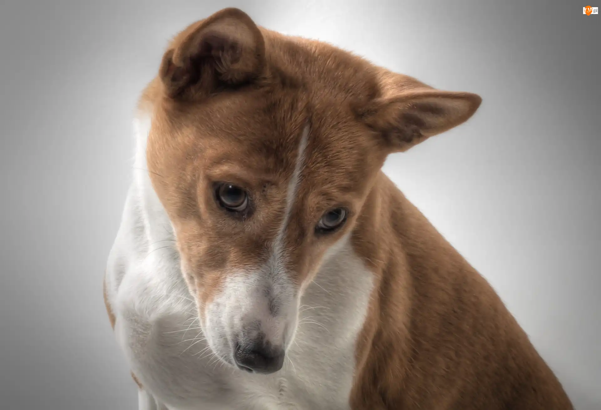 Basenji, Zamyślony, Pies