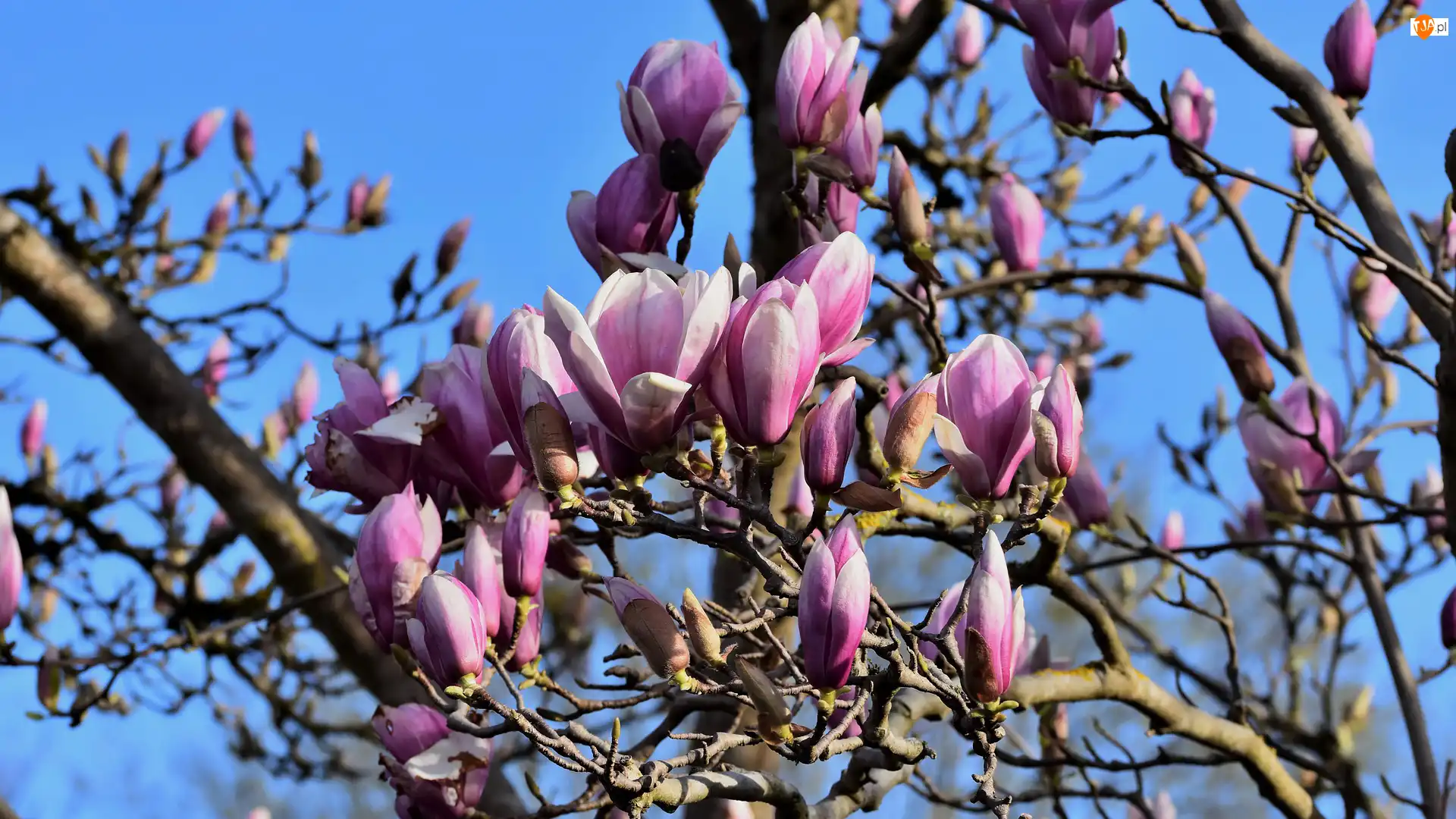 Gałęzie, Kwiaty, Magnolie