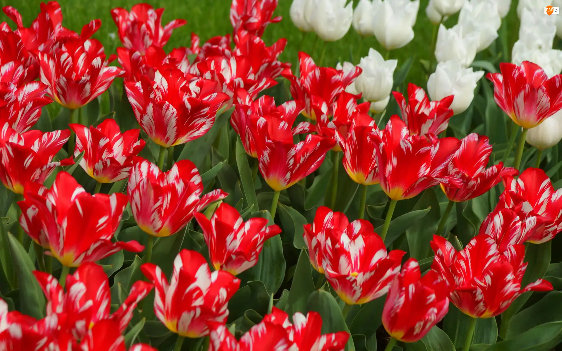 Biało-czerwone, Kwiaty, Tulipany