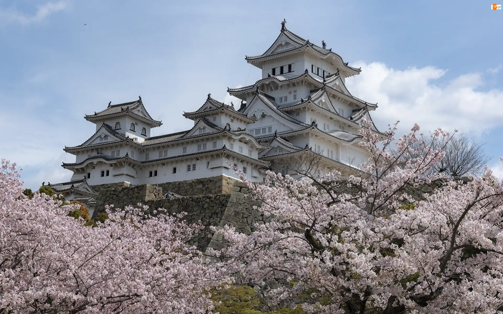 Zamek Białej Czapli, Zamek Himeji, Drzewa, Japonia, Kwitnące, Miejscowość Himeji
