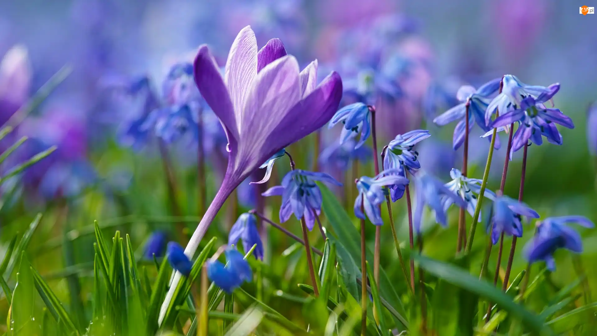 Cebulice syberyjskie, Rozmycie, Krokus, Kwiaty, Trawa