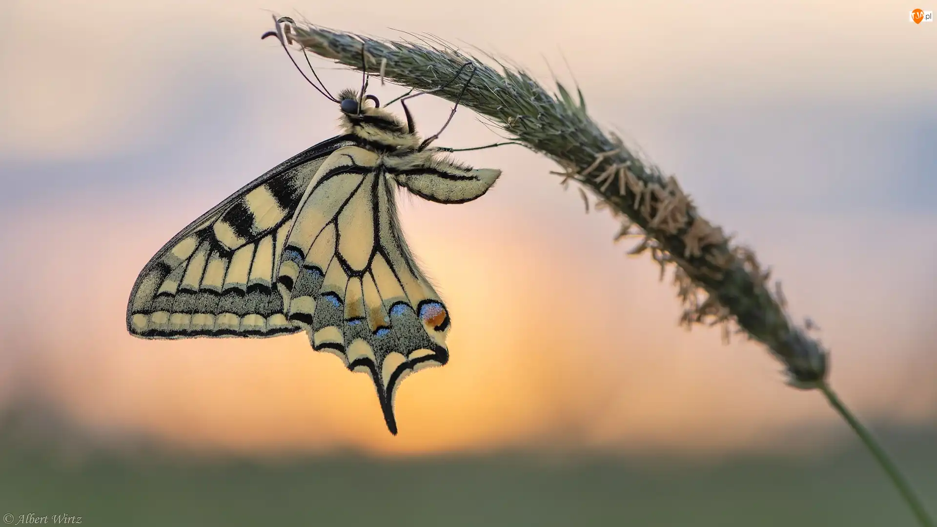 Źdźbło, Motyl, Paź królowej, Trawa