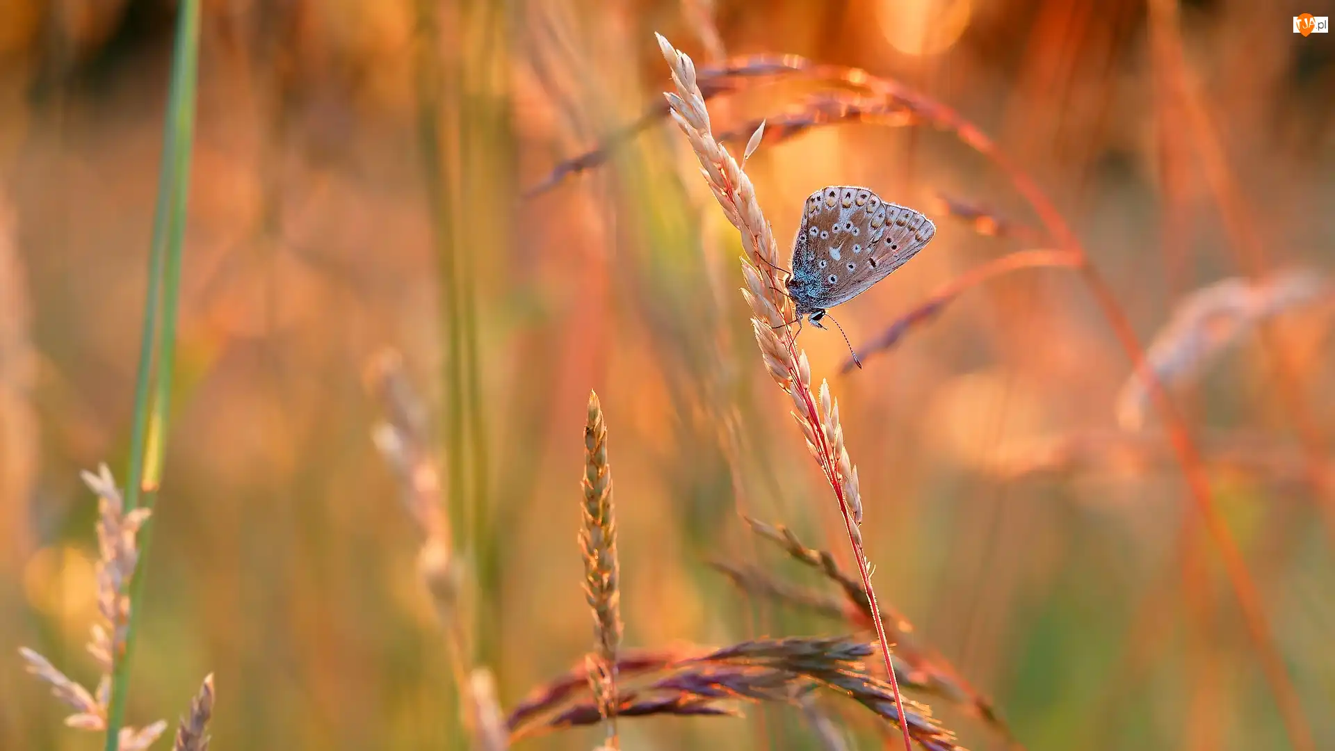 Modraszek ikar, Źdźbła, Trawy, Motyl