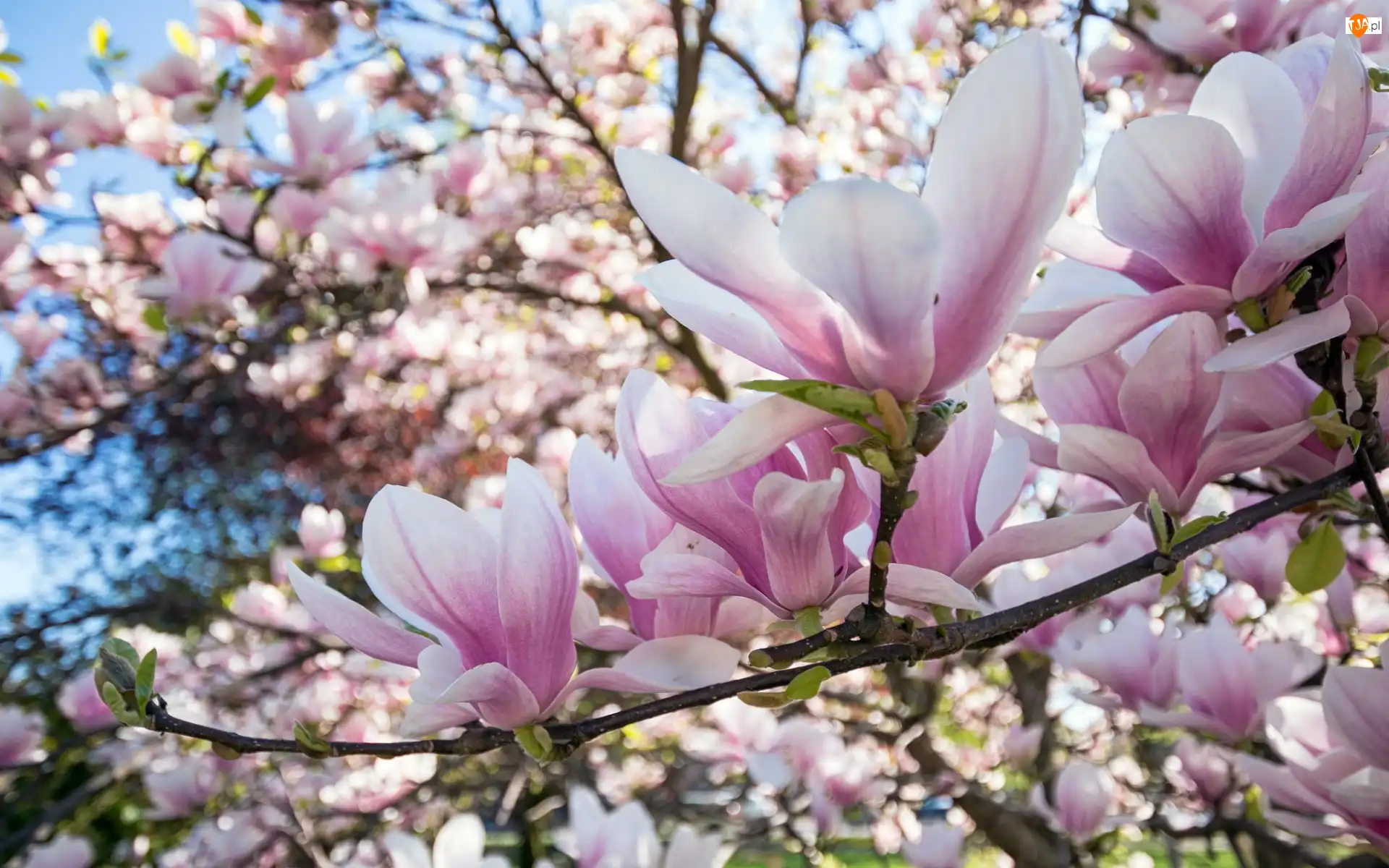 Magnolia, Gałęzie, Bladoróżowe, Kwiaty