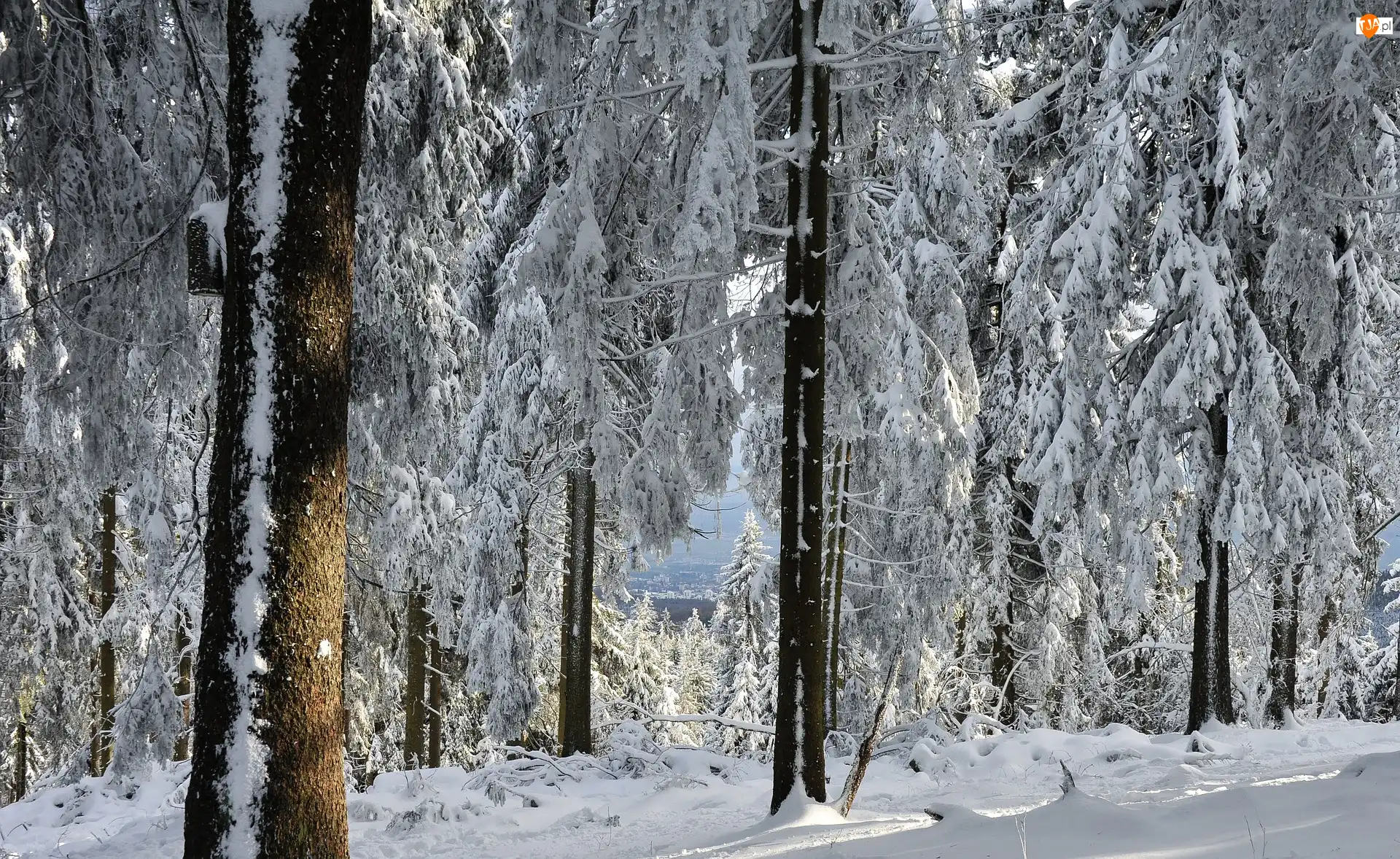 Las, Śnieg, Zaśnieżony, Zima, Drzewa