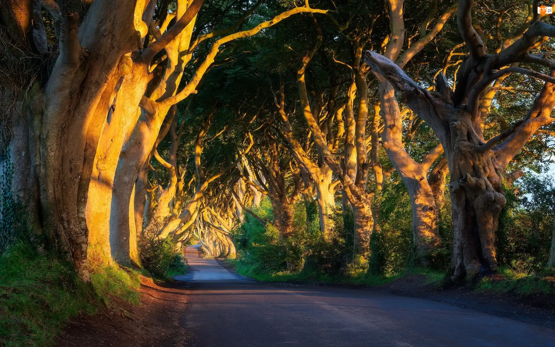 Słoneczne światło, Aleja bukowa, Drzewa, Hrabstwo Antrim, Droga, Buki, Irlandia Północna, Dark Hedges