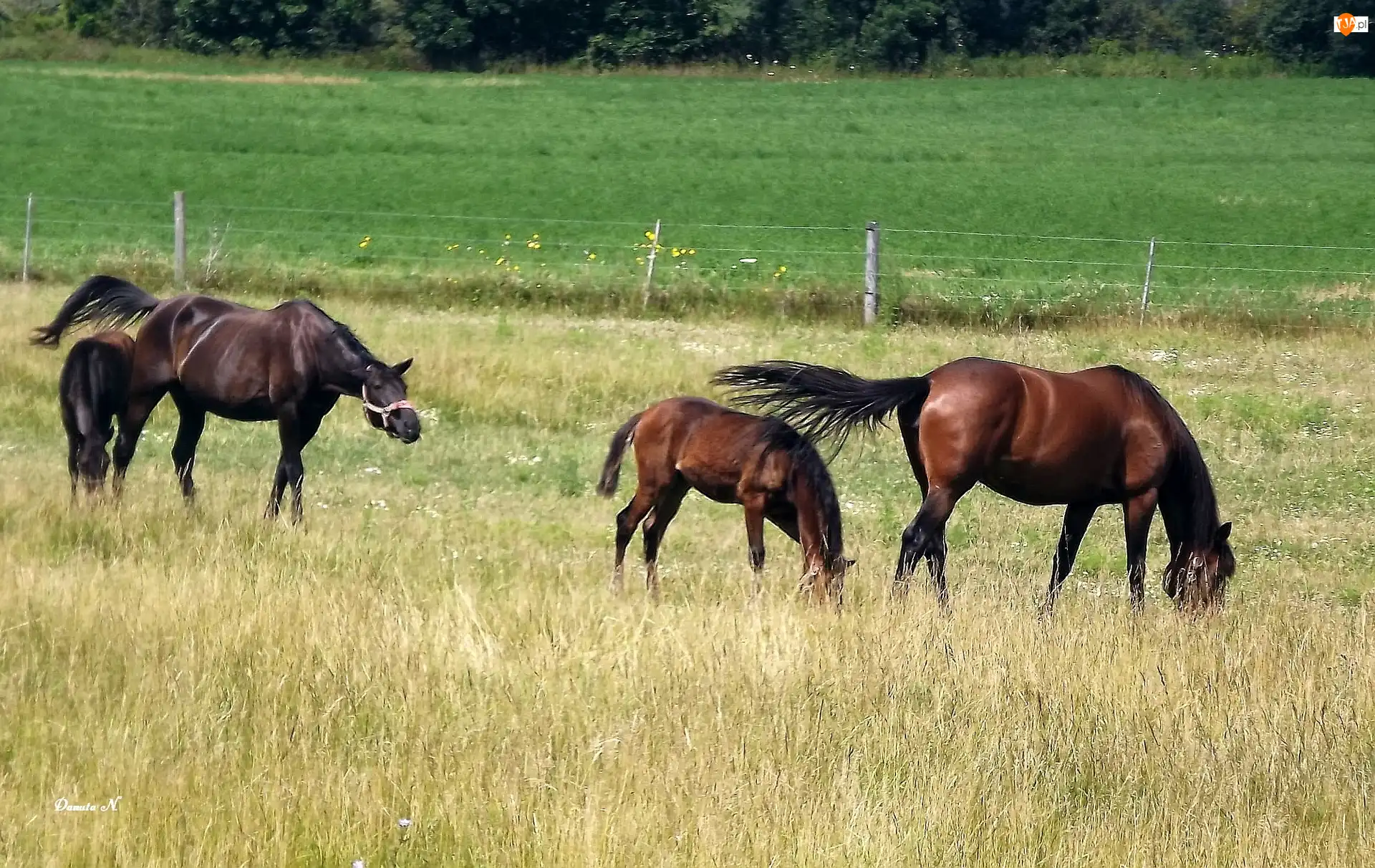Pastwisko, Trawa, Łąka, Konie, Lato