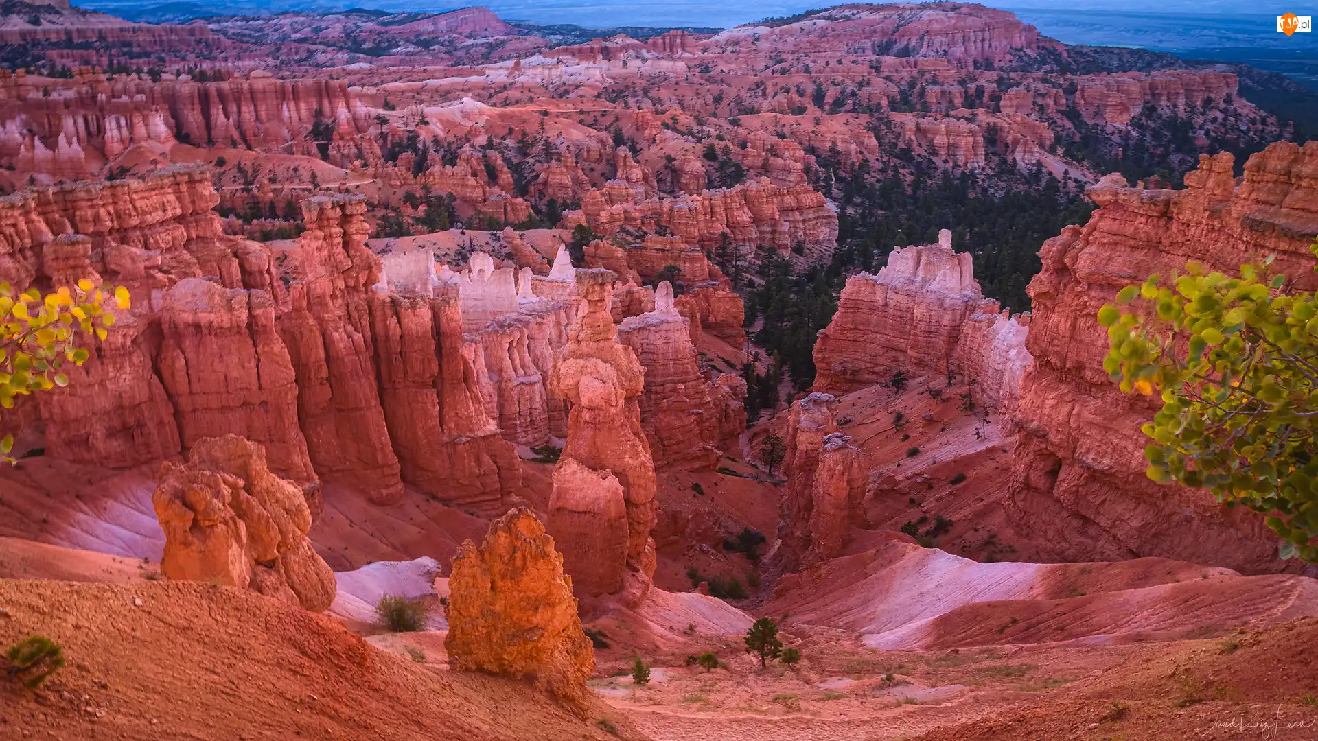 Drzewa, Kanion, Park Narodowy Bryce Canyon, Stany Zjednoczone, Skały, Utah