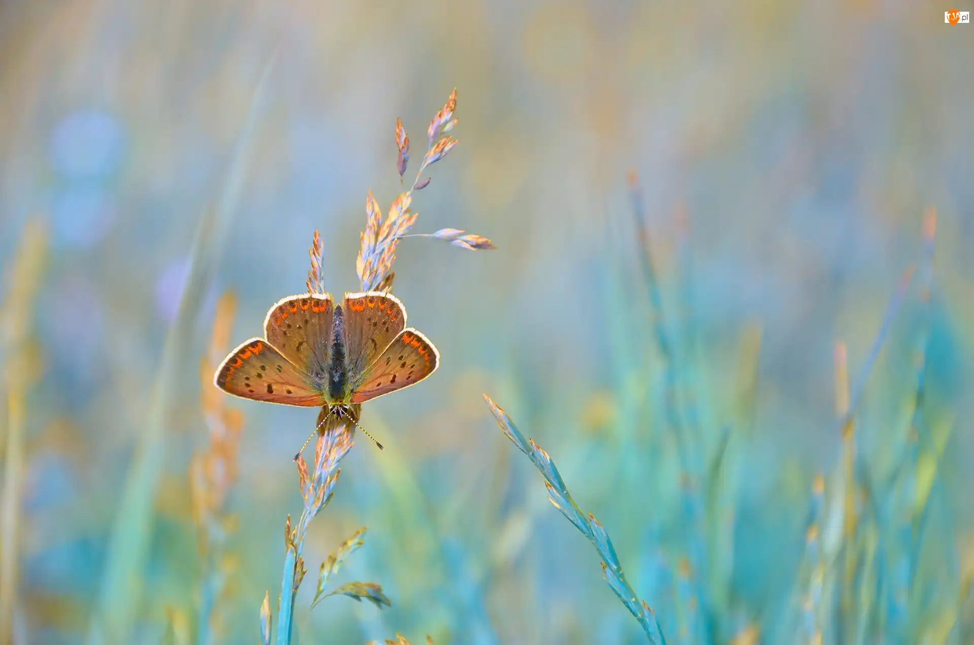 Trawy, Motyl, Modraszek ikar, Źdźbła